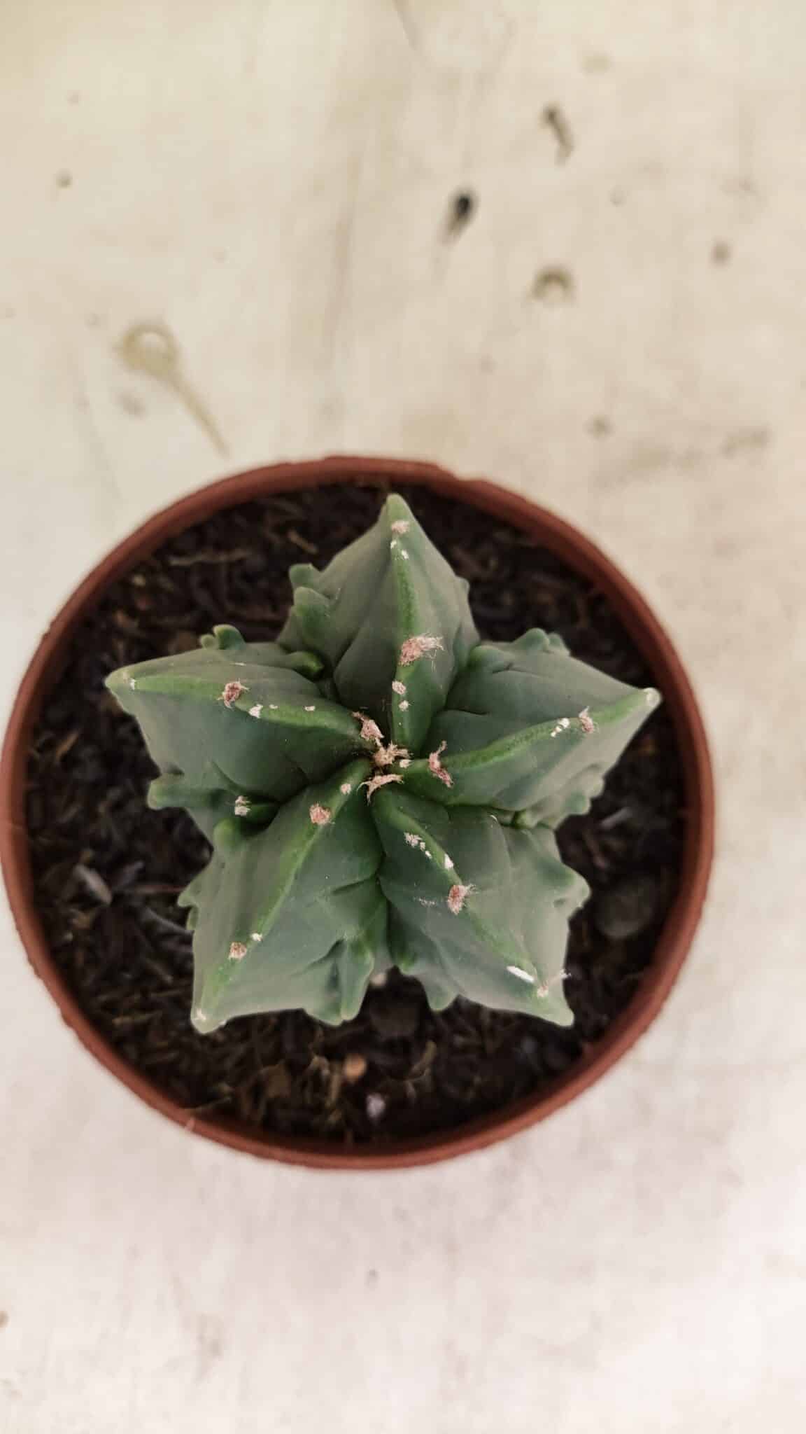 ASTROPHYTUM Myriostigma FUKURYU Nº 1075 – vaso 11 - foto 3