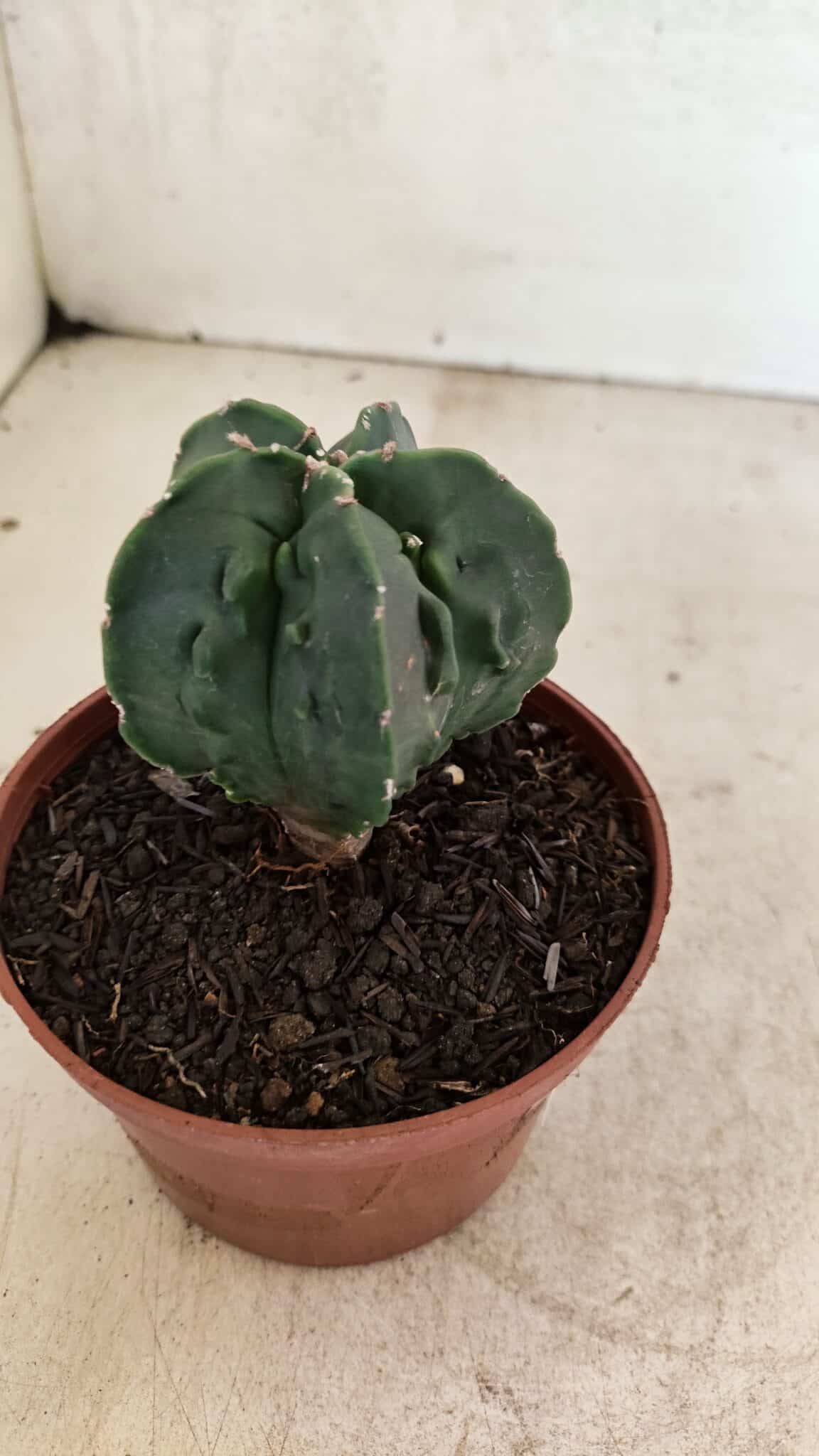 ASTROPHYTUM Myriostigma FUKURYU Nº 1075 – vaso 11 - foto 7