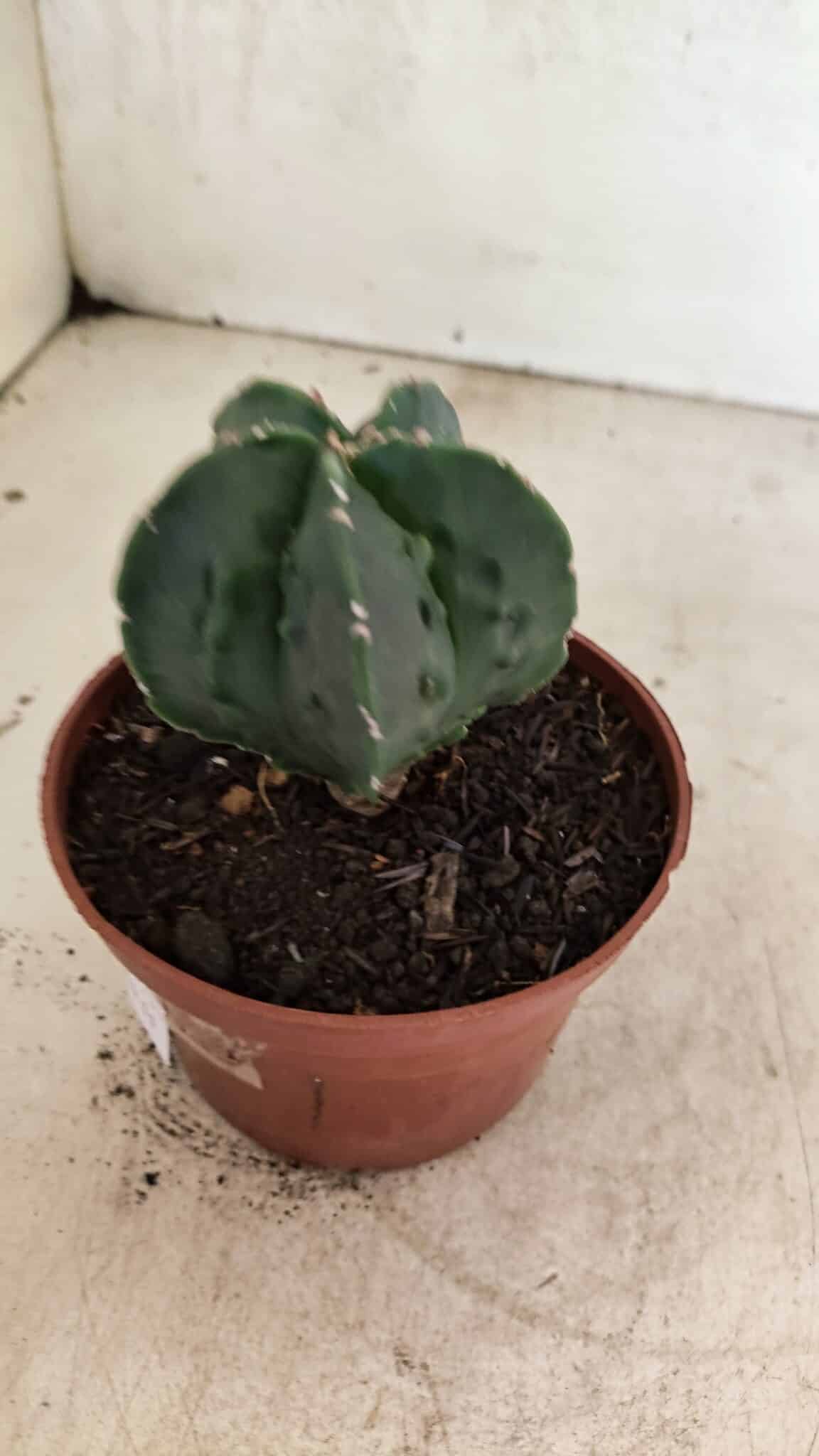 ASTROPHYTUM Myriostigma FUKURYU Nº 1075 – vaso 11 - foto 6