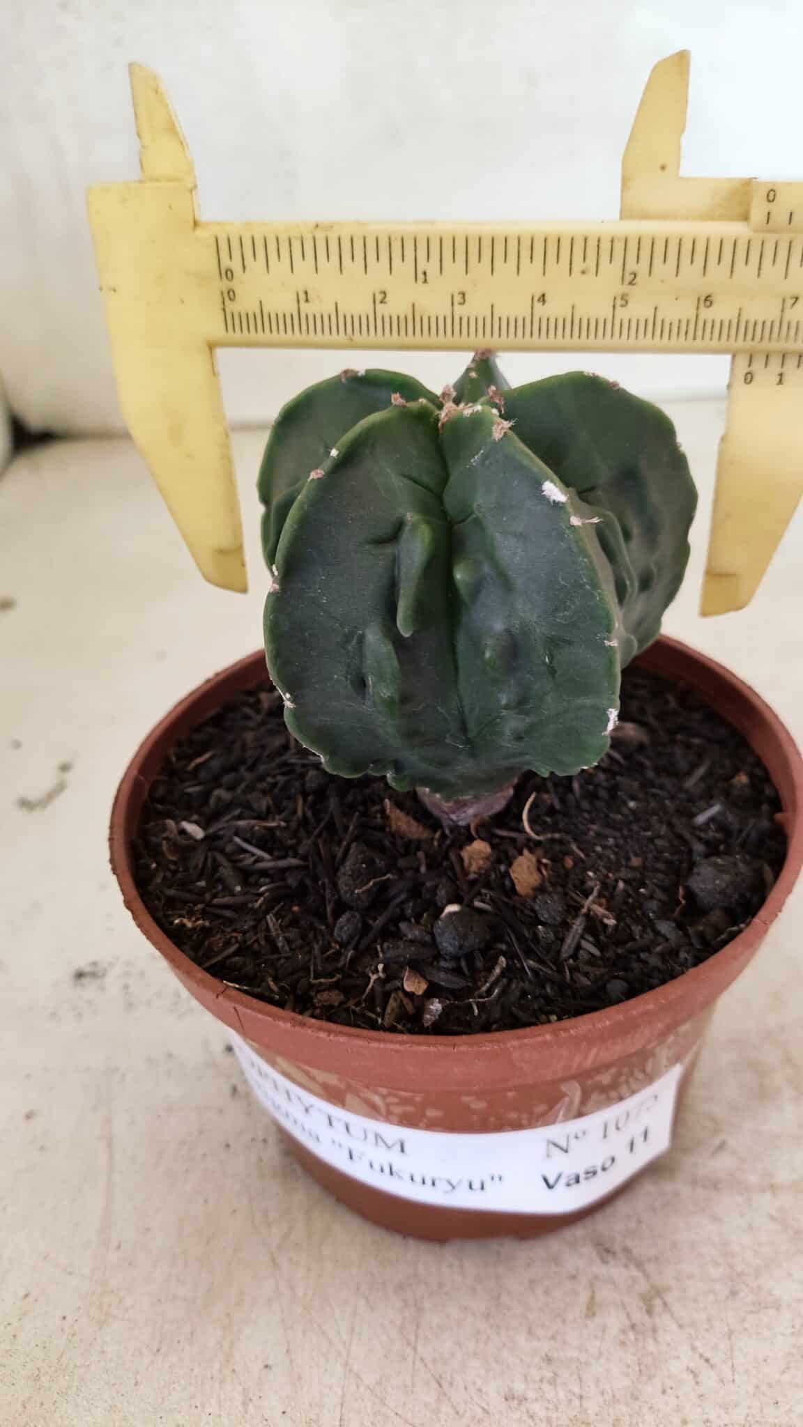 ASTROPHYTUM Myriostigma FUKURYU Nº 1075 – vaso 11 - foto 4