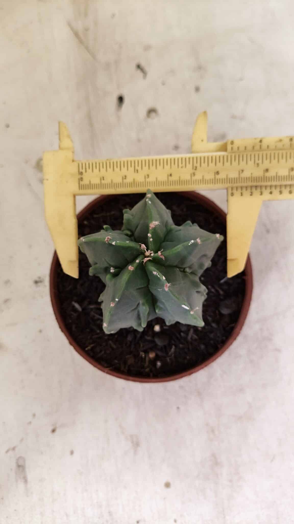 ASTROPHYTUM Myriostigma FUKURYU Nº 1075 – vaso 11 - foto 5