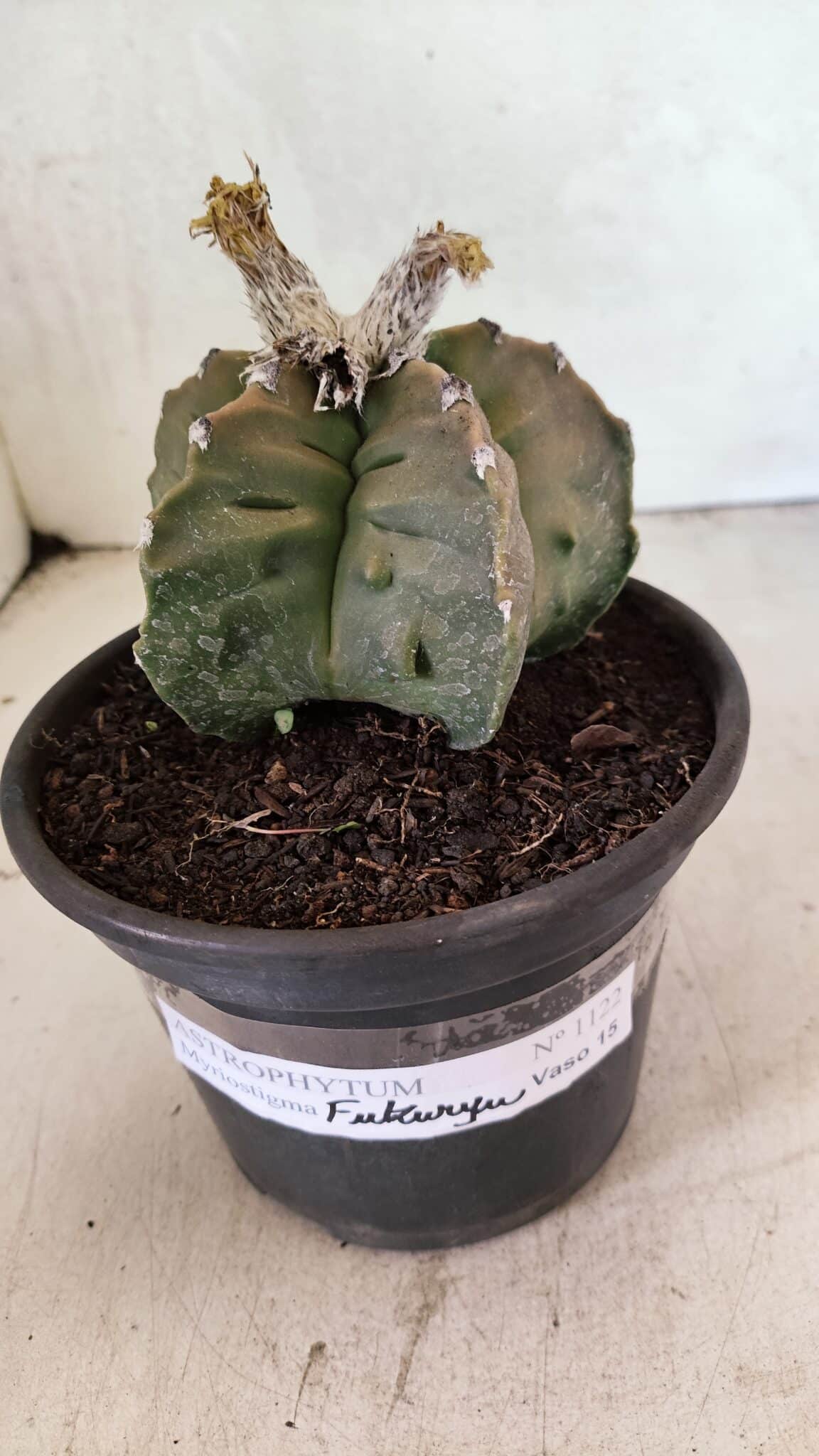 MATRIZ ASTROPHYTUM Myriostigma FUKURYU Nº 1122 – vaso 15 - foto 2
