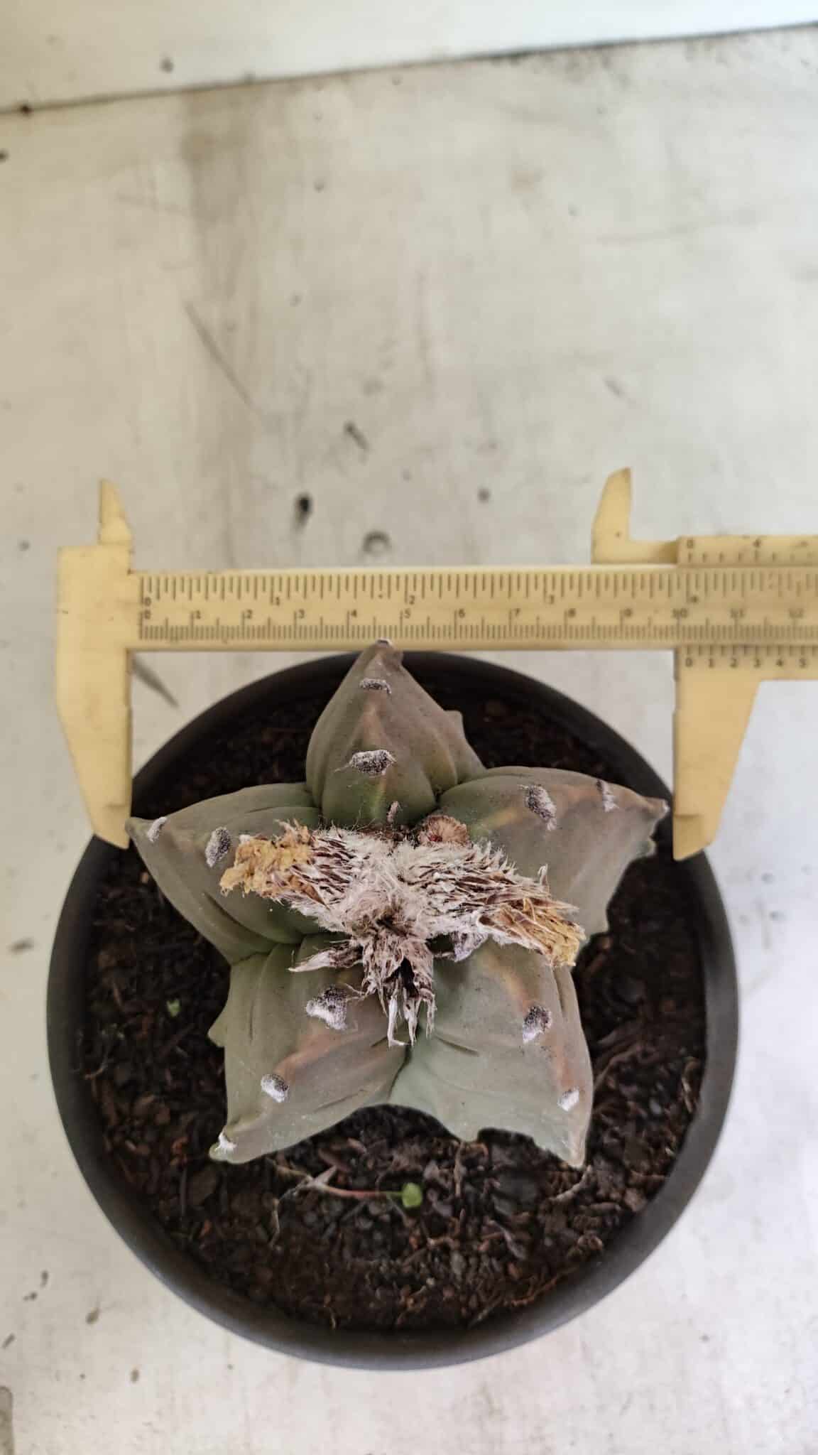 MATRIZ ASTROPHYTUM Myriostigma FUKURYU Nº 1122 – vaso 15 - foto 5