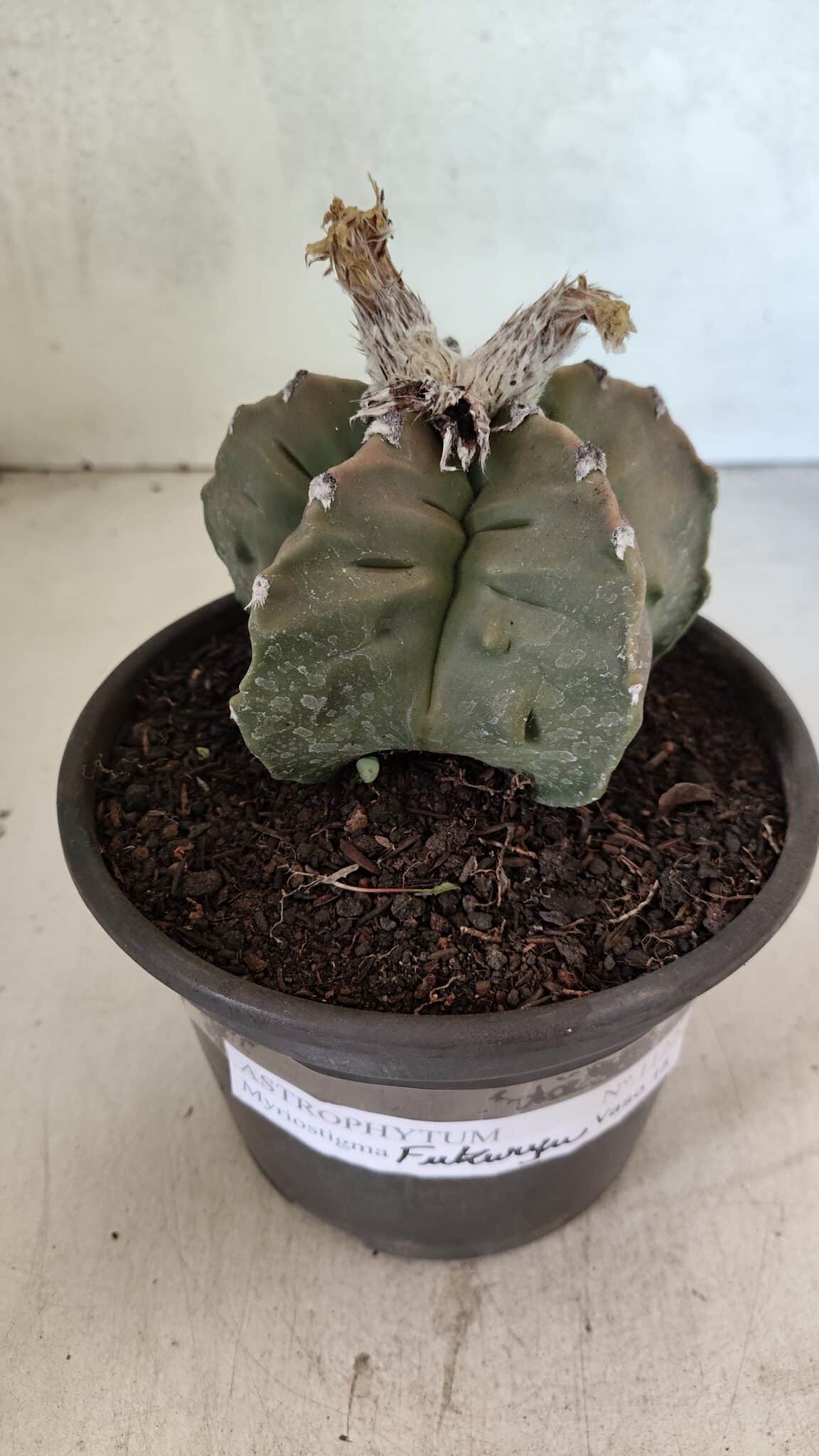 MATRIZ ASTROPHYTUM Myriostigma FUKURYU Nº 1122 – vaso 15 - foto 11