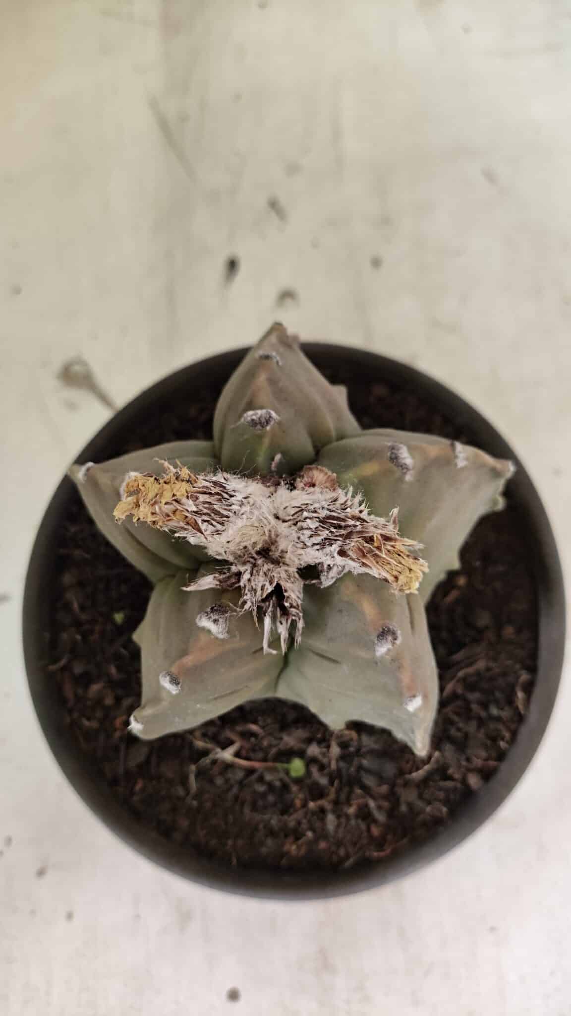 MATRIZ ASTROPHYTUM Myriostigma FUKURYU Nº 1122 – vaso 15 - foto 9