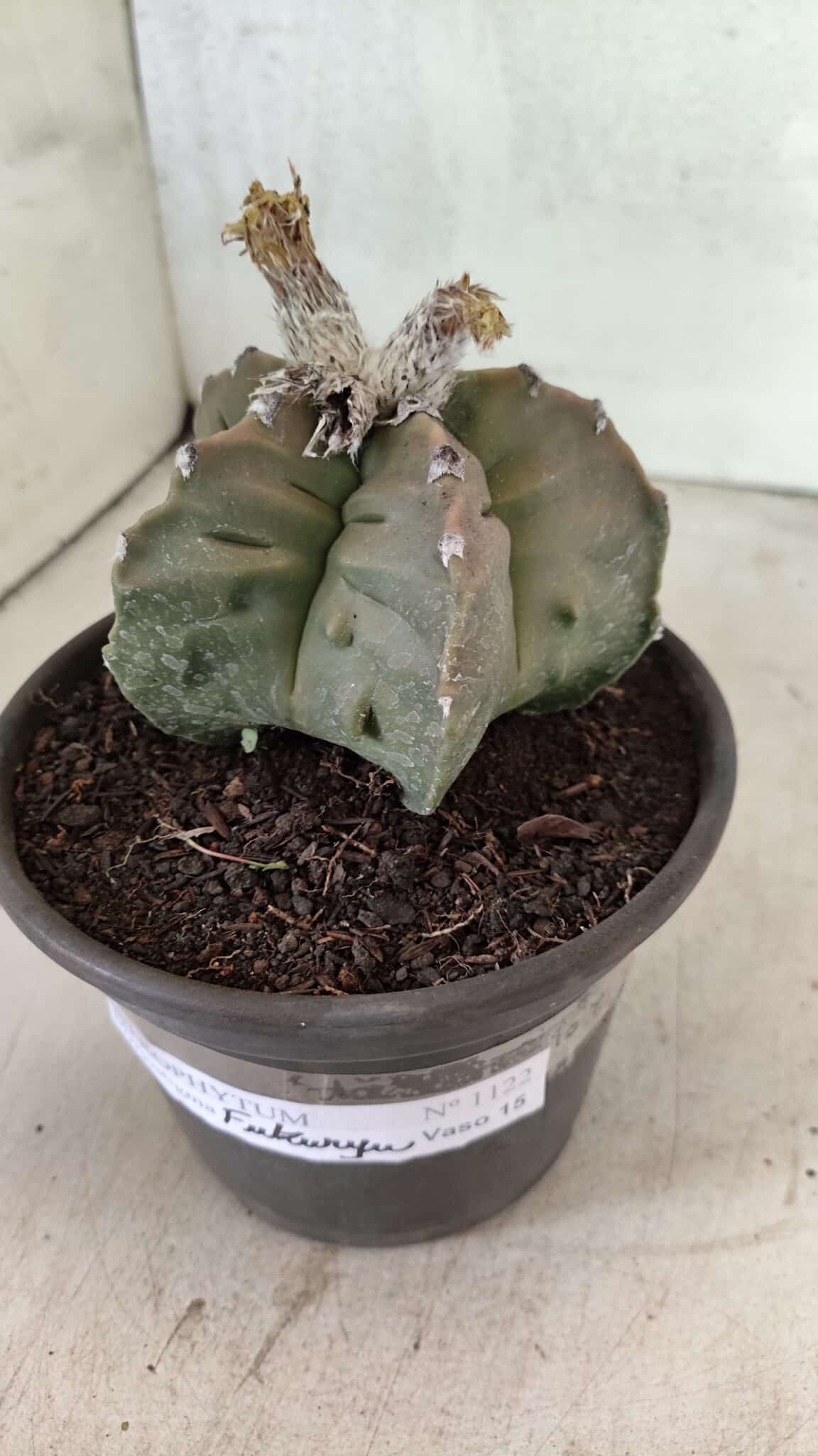 MATRIZ ASTROPHYTUM Myriostigma FUKURYU Nº 1122 – vaso 15 - foto 10