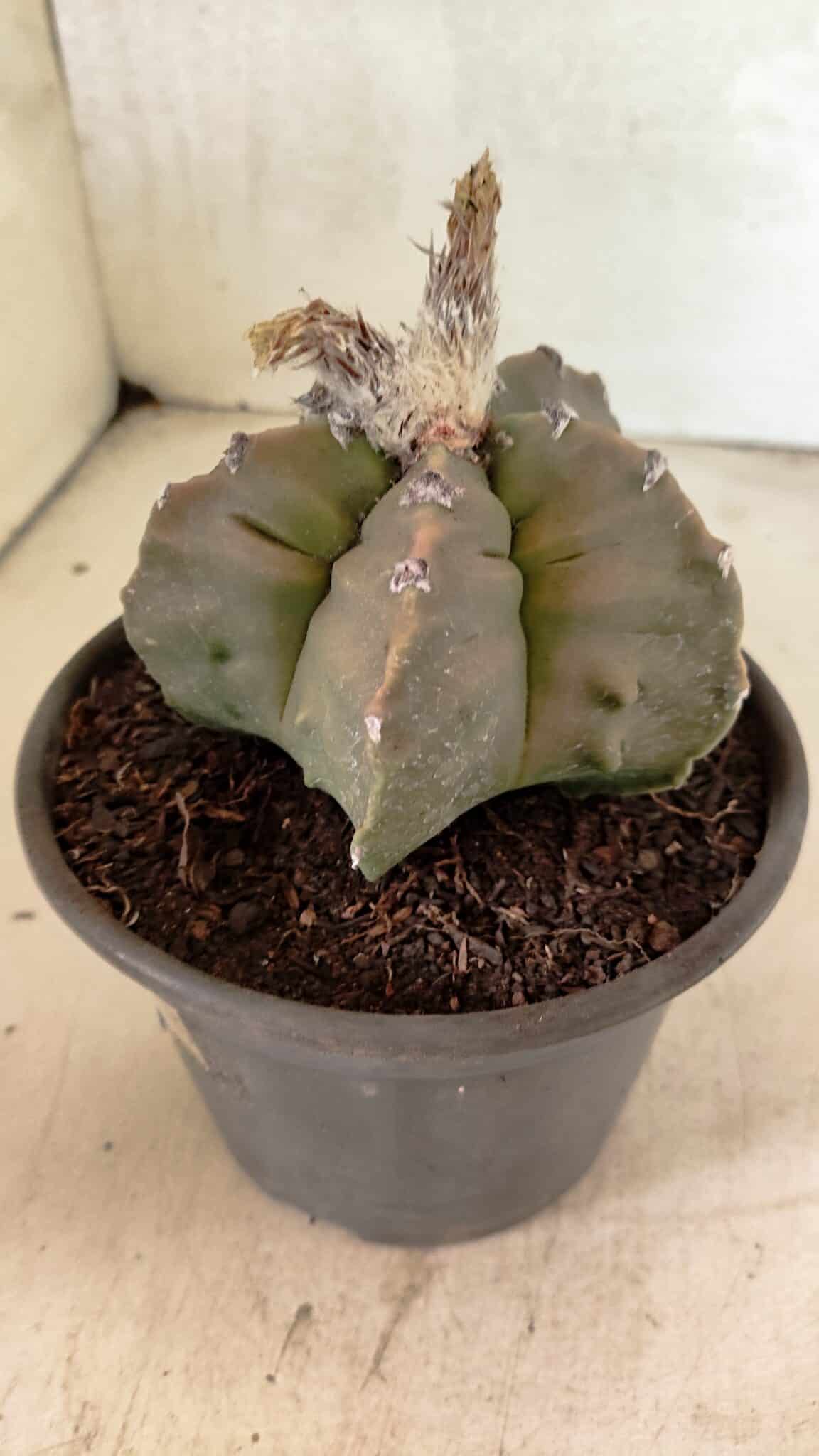 MATRIZ ASTROPHYTUM Myriostigma FUKURYU Nº 1122 – vaso 15 - foto 8