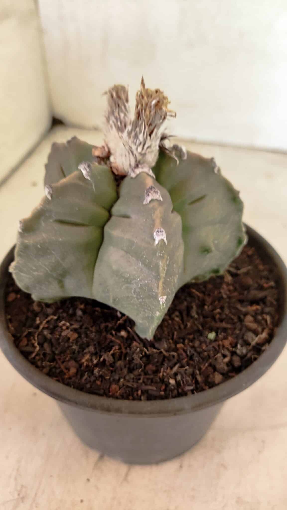 MATRIZ ASTROPHYTUM Myriostigma FUKURYU Nº 1122 – vaso 15 - foto 7