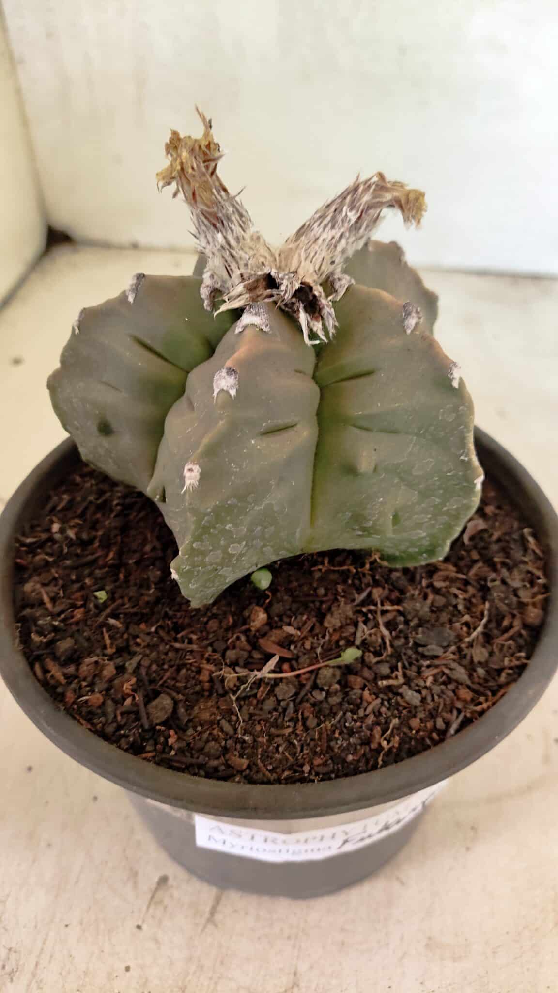 MATRIZ ASTROPHYTUM Myriostigma FUKURYU Nº 1122 – vaso 15 - foto 6