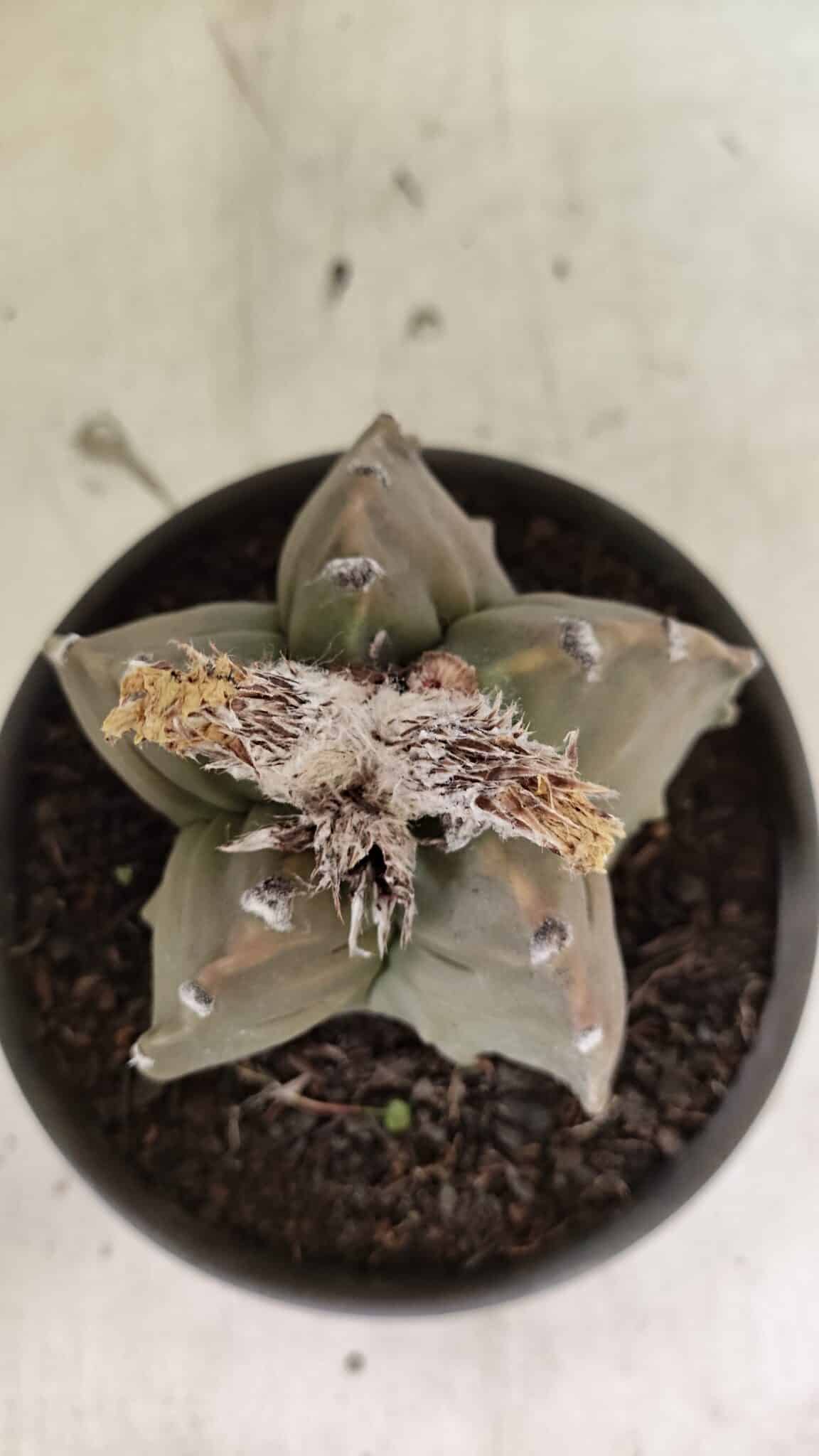 MATRIZ ASTROPHYTUM Myriostigma FUKURYU Nº 1122 – vaso 15 - foto 3