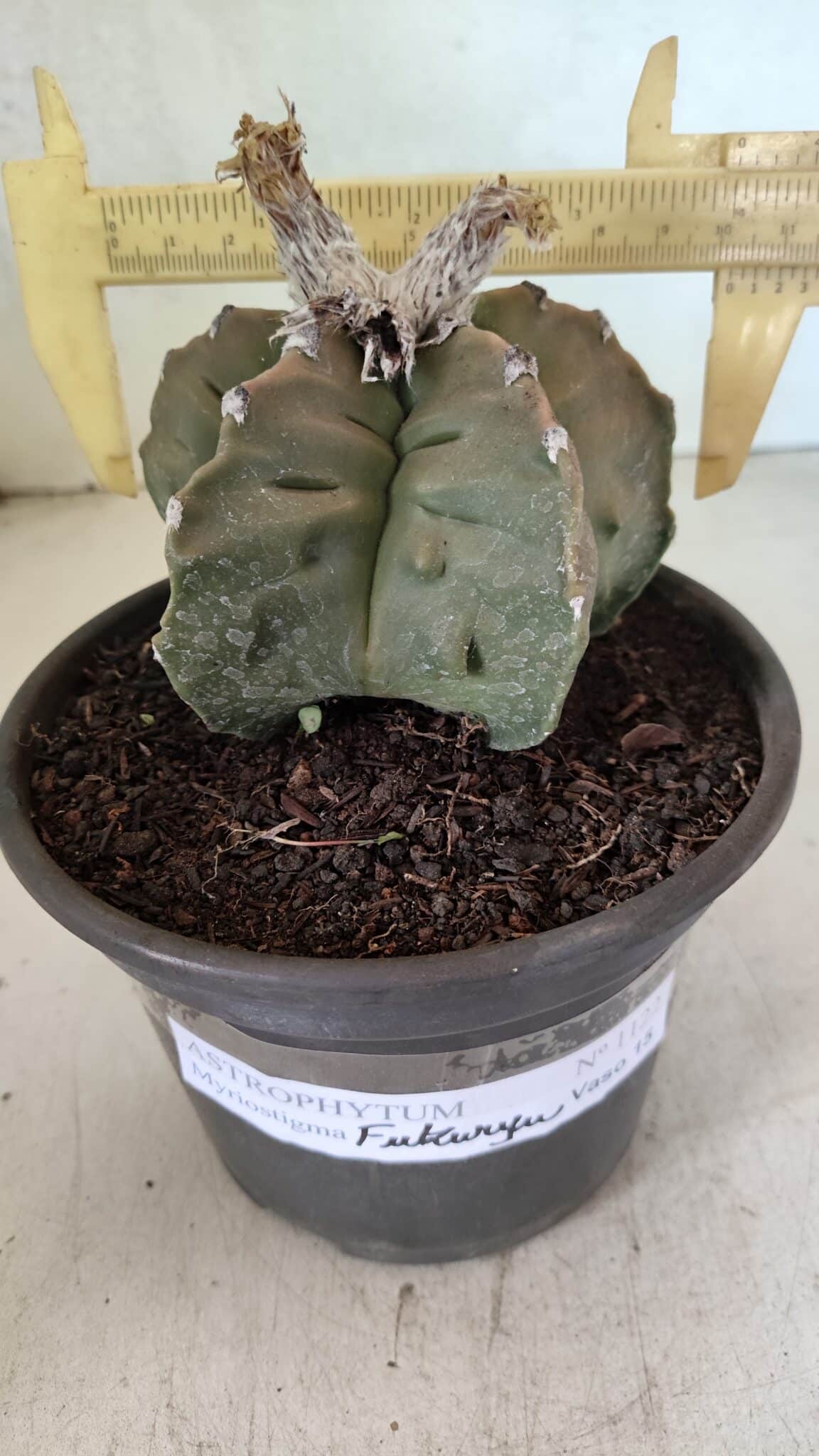 MATRIZ ASTROPHYTUM Myriostigma FUKURYU Nº 1122 – vaso 15 - foto 4