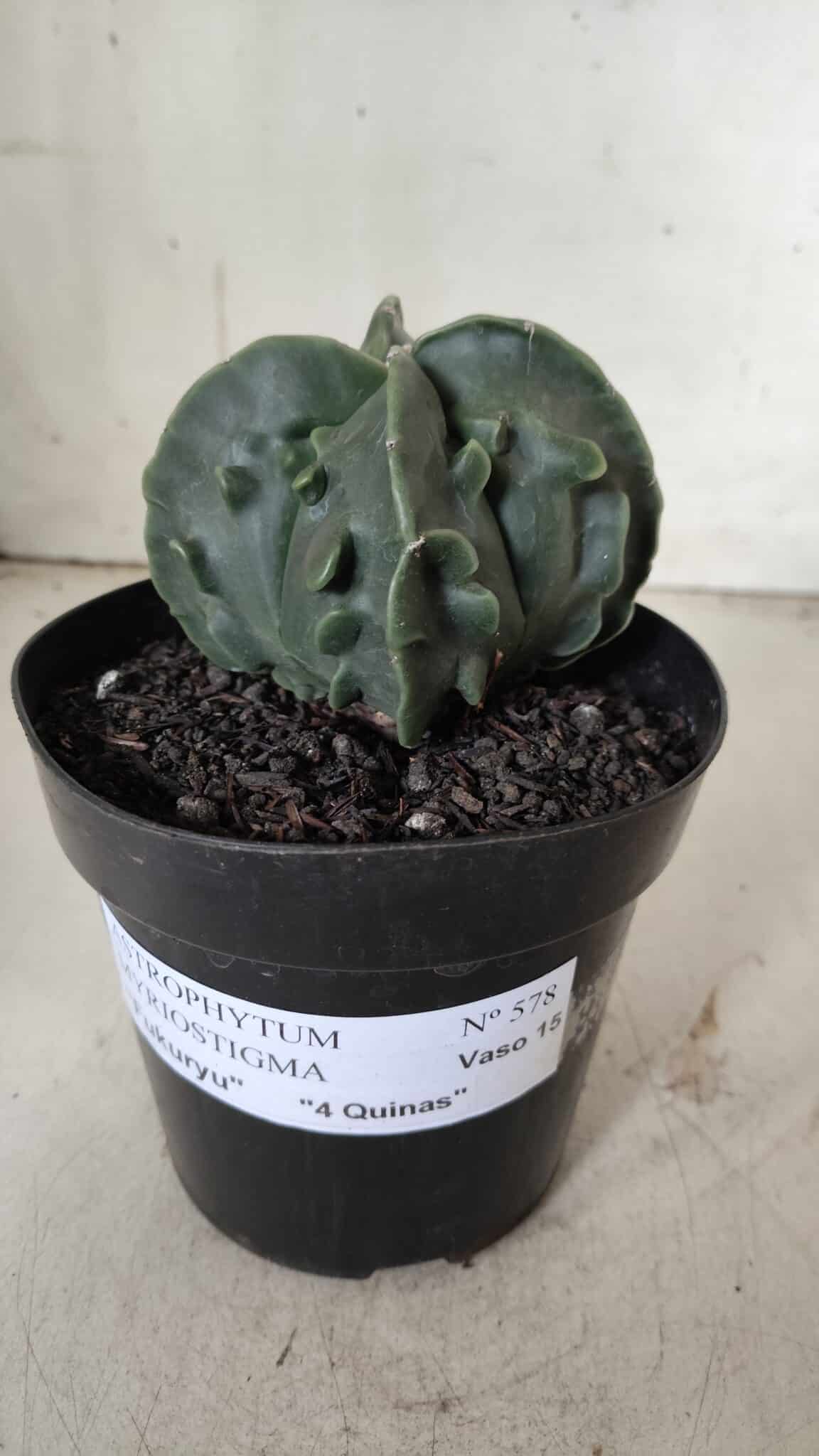 ASTROPHYTUM MYRIOSTIGMA cv FUKURYU Nudum "4 Quinas"   Nº 578 – vaso 15