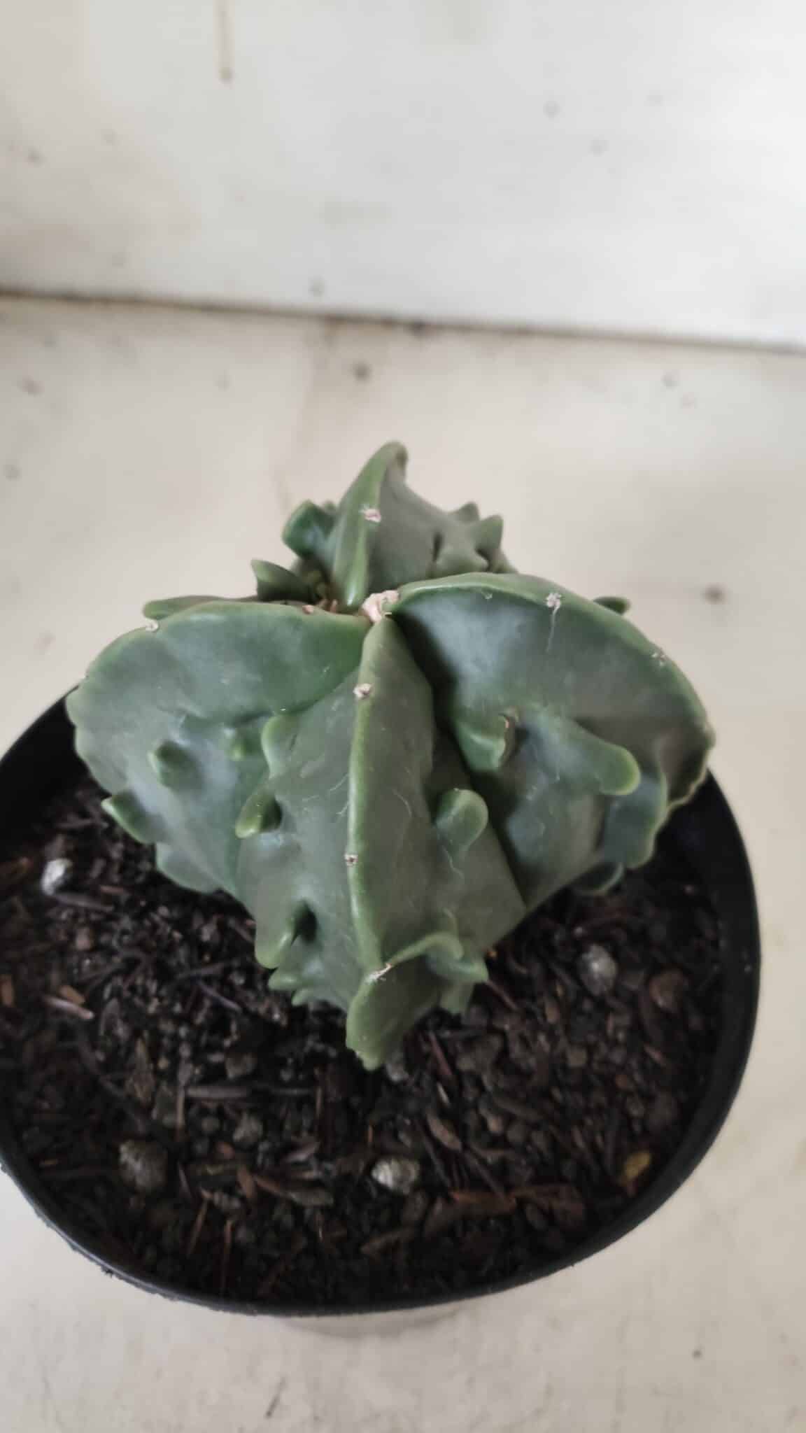 ASTROPHYTUM MYRIOSTIGMA cv FUKURYU Nudum "4 Quinas"   Nº 578 – vaso 15