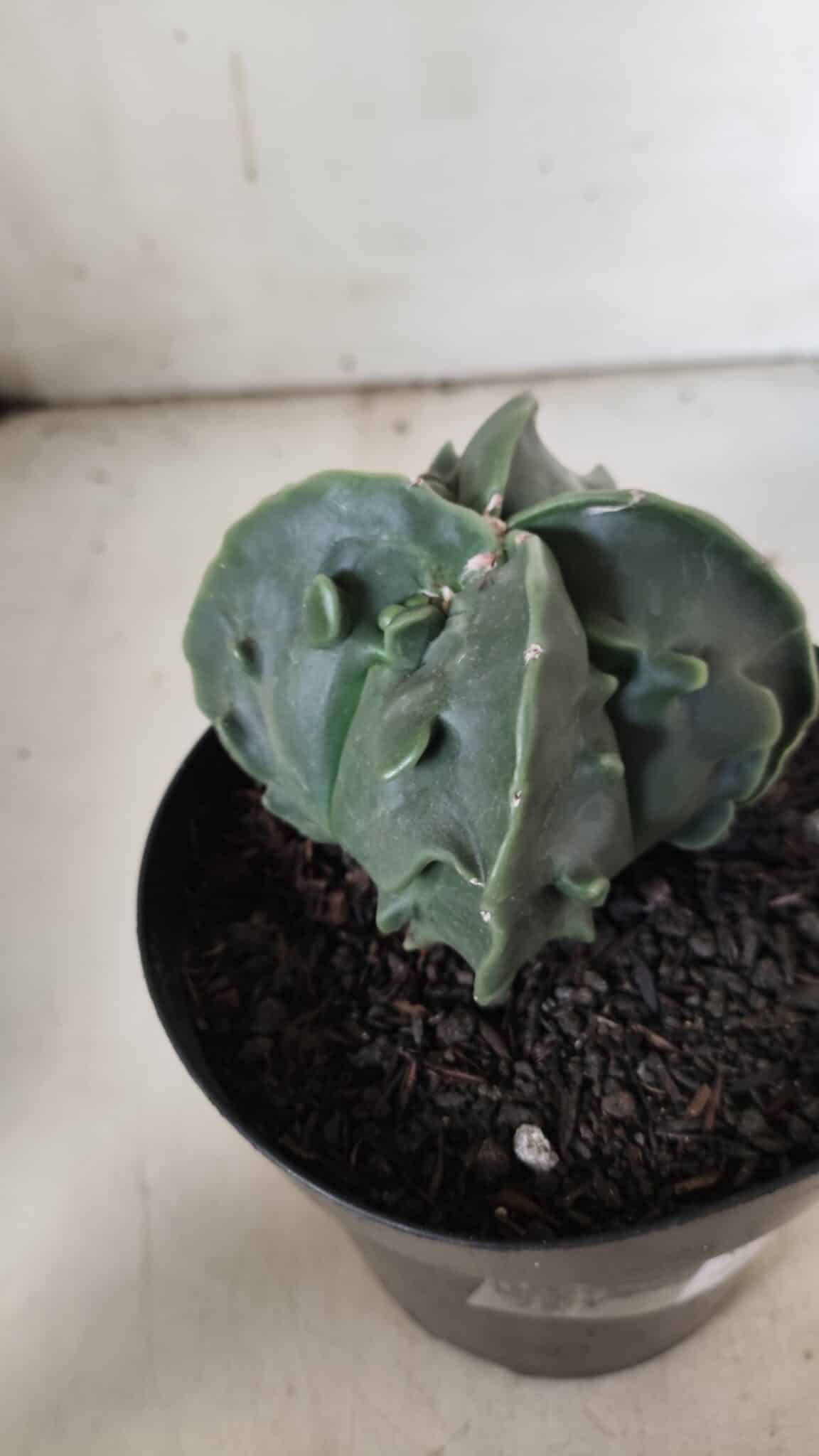 ASTROPHYTUM MYRIOSTIGMA cv FUKURYU Nudum "4 Quinas"   Nº 578 – vaso 15