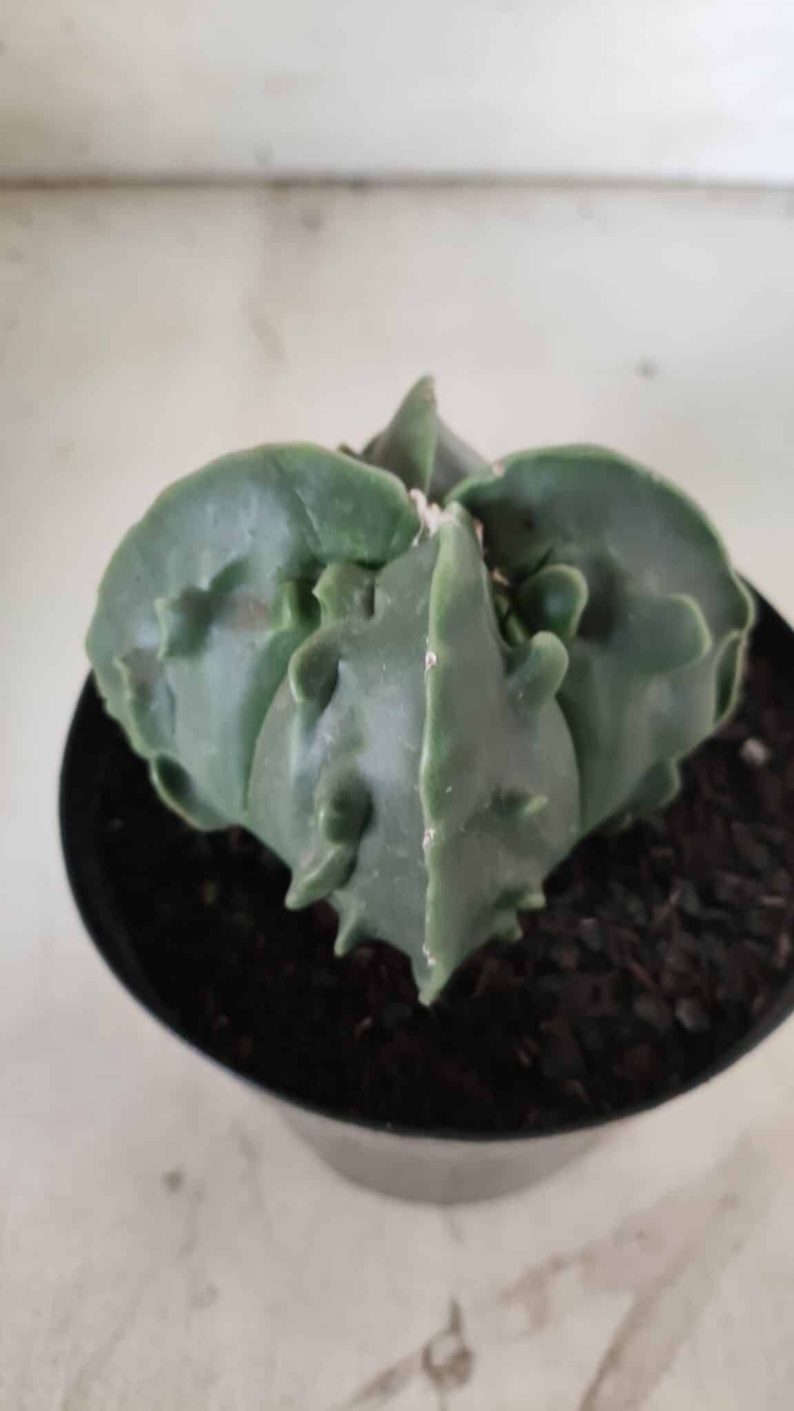 ASTROPHYTUM MYRIOSTIGMA cv FUKURYU Nudum "4 Quinas"   Nº 578 – vaso 15