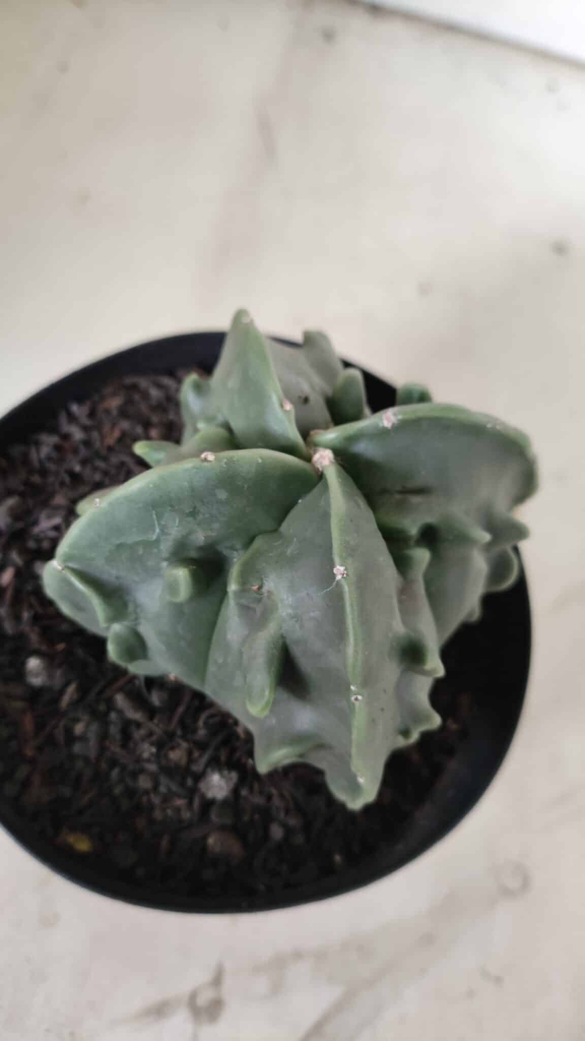 ASTROPHYTUM MYRIOSTIGMA cv FUKURYU Nudum "4 Quinas"   Nº 578 – vaso 15