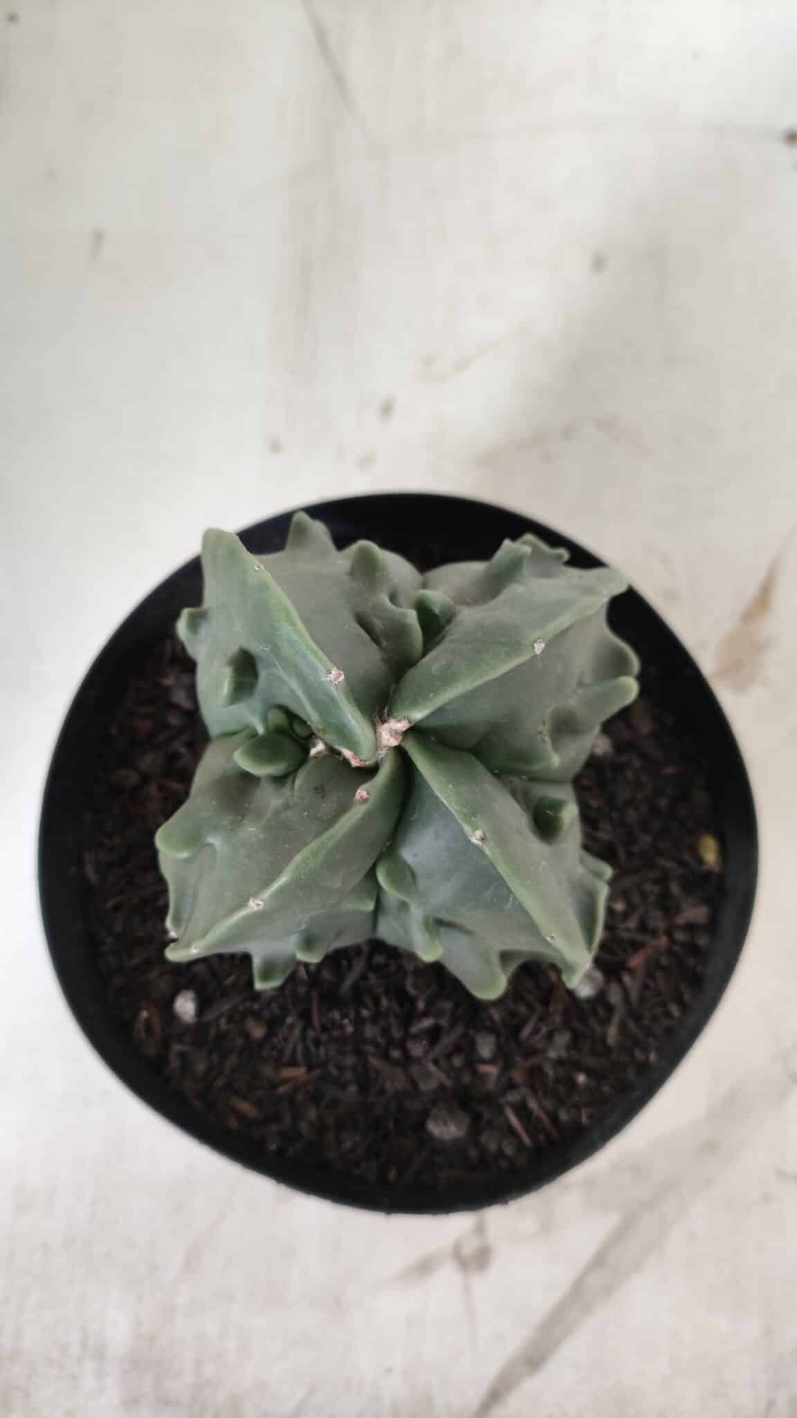 ASTROPHYTUM MYRIOSTIGMA cv FUKURYU Nudum "4 Quinas"   Nº 578 – vaso 15