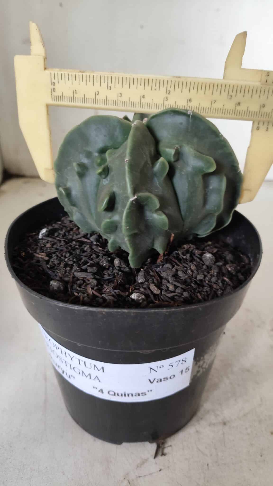 ASTROPHYTUM MYRIOSTIGMA cv FUKURYU Nudum "4 Quinas"   Nº 578 – vaso 15
