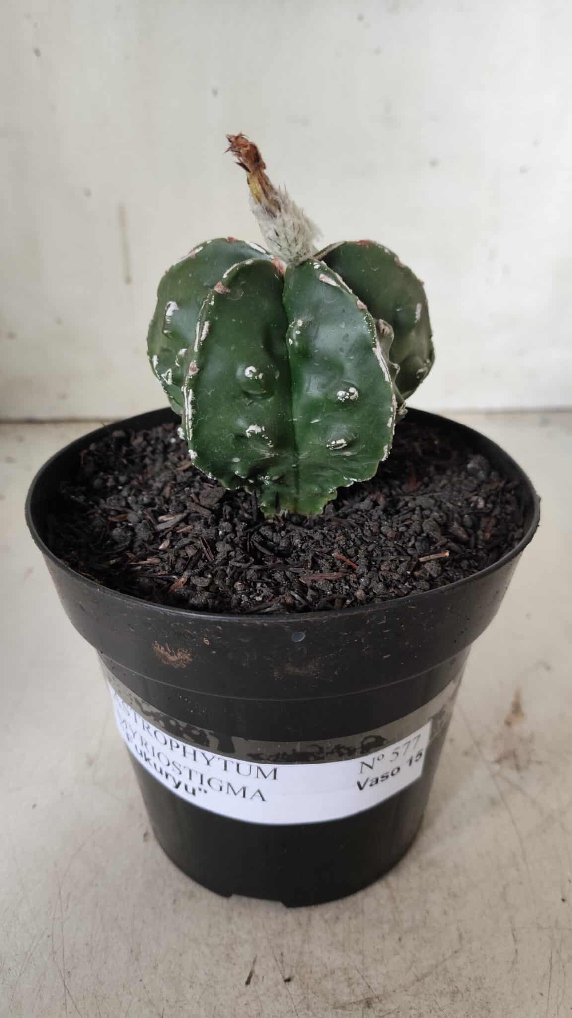 ASTROPHYTUM MYRIOSTIGMA cv FUKURYU Nudum  Nº 577 – vaso 15