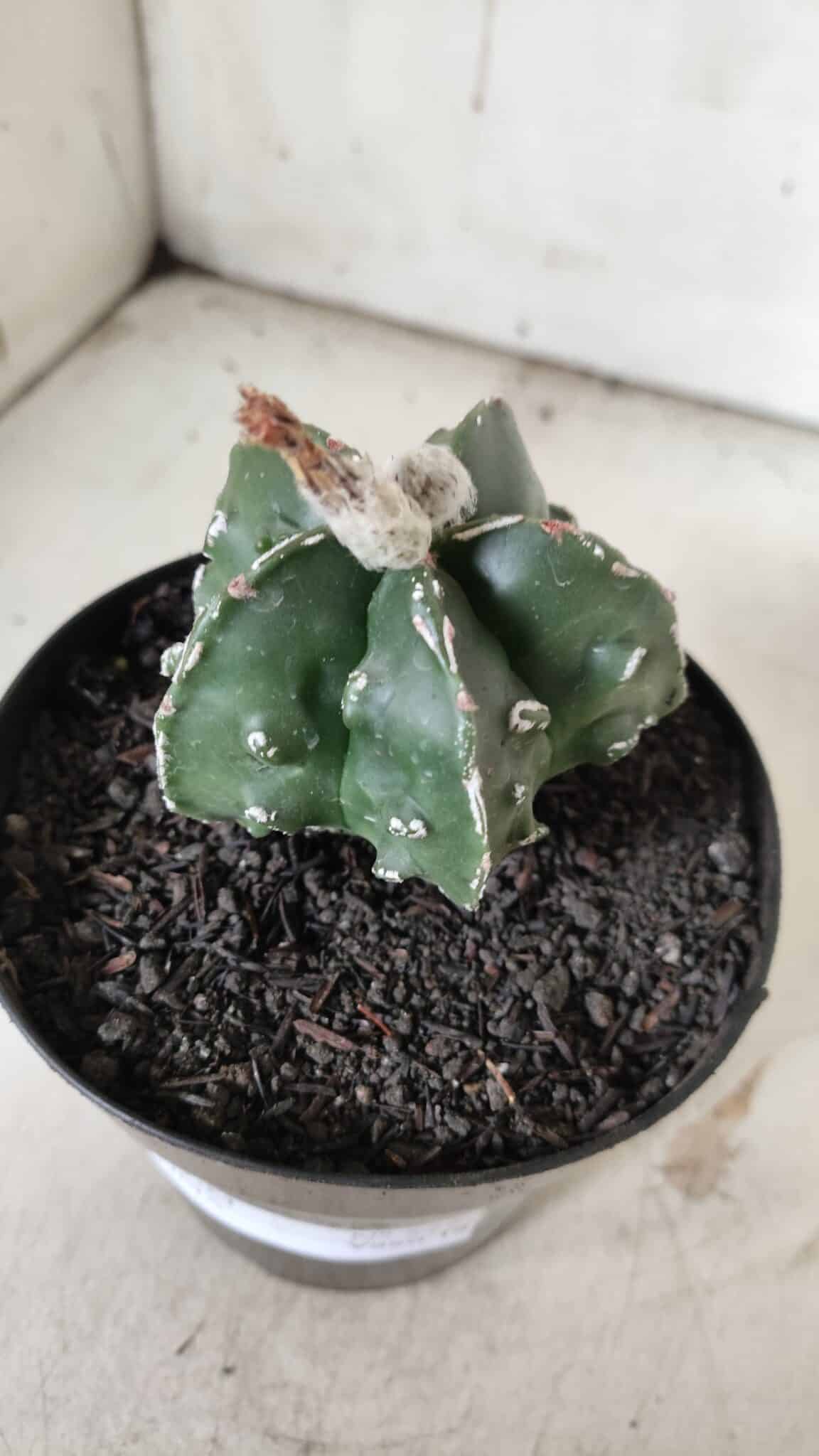 ASTROPHYTUM MYRIOSTIGMA cv FUKURYU Nudum  Nº 577 – vaso 15