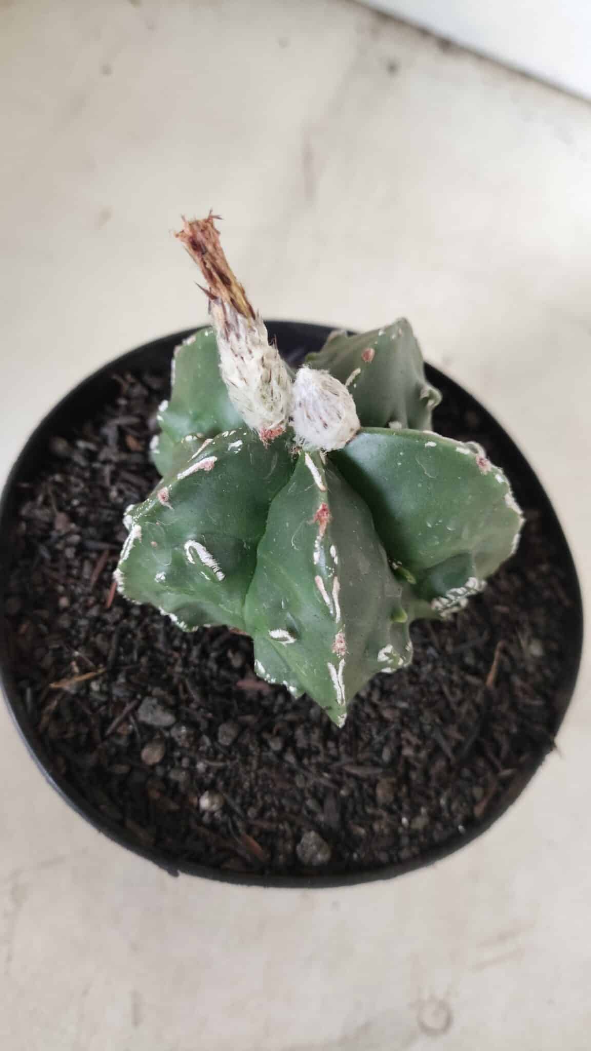 ASTROPHYTUM MYRIOSTIGMA cv FUKURYU Nudum  Nº 577 – vaso 15