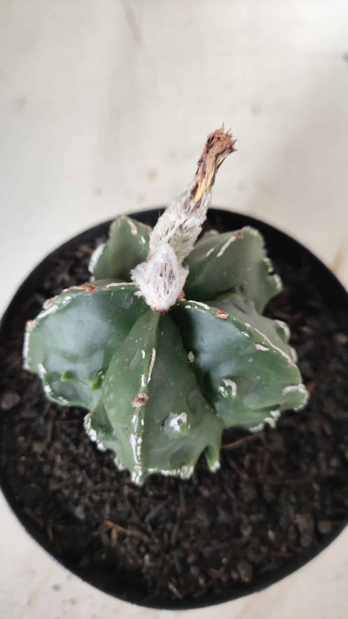 ASTROPHYTUM MYRIOSTIGMA cv FUKURYU Nudum  Nº 577 – vaso 15