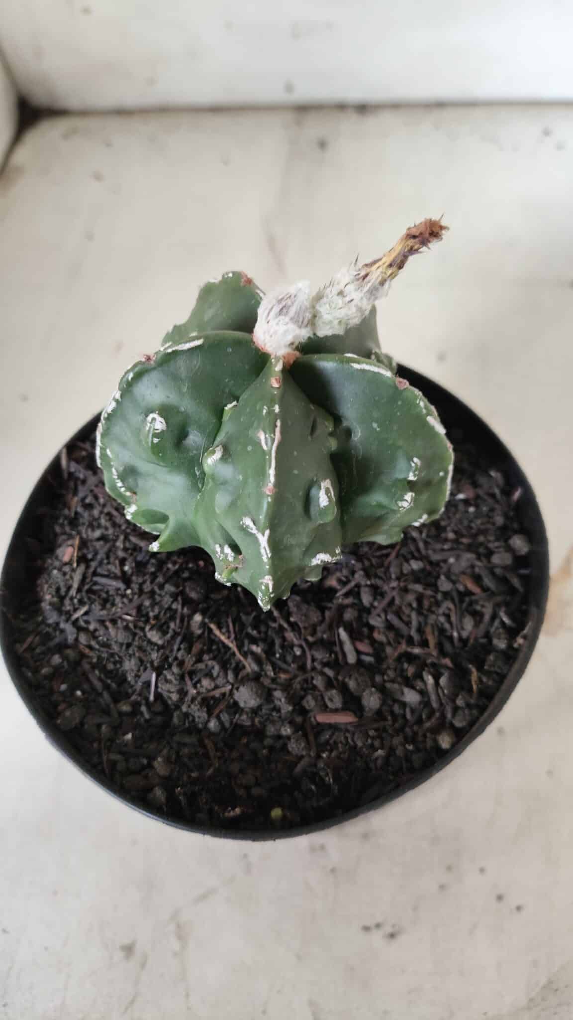 ASTROPHYTUM MYRIOSTIGMA cv FUKURYU Nudum  Nº 577 – vaso 15