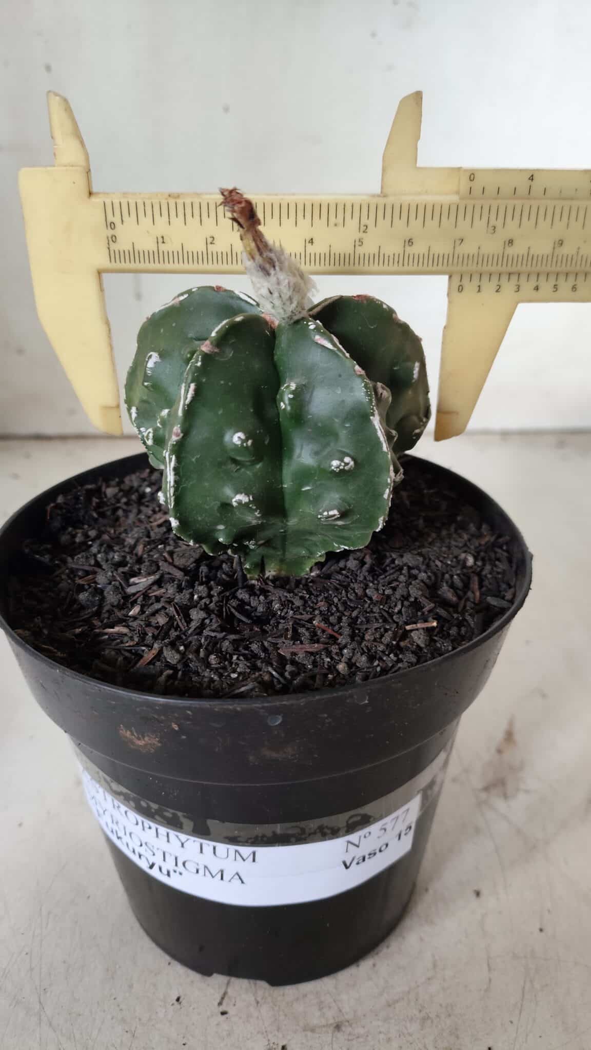 ASTROPHYTUM MYRIOSTIGMA cv FUKURYU Nudum  Nº 577 – vaso 15