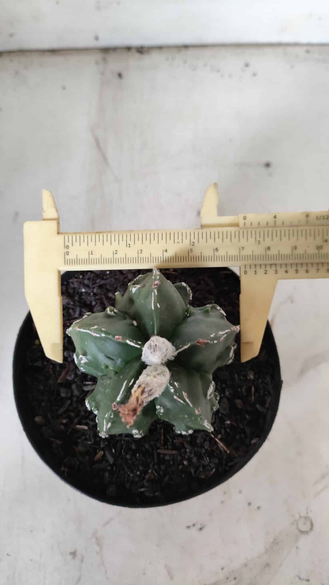 ASTROPHYTUM MYRIOSTIGMA cv FUKURYU Nudum  Nº 577 – vaso 15
