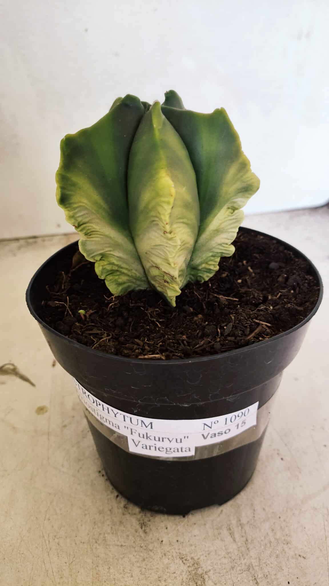 MATRIZ ASTROPHYTUM Myriostigma FUKURYU "VARIEGATA" Nº 1090 – vaso 15 - foto 2