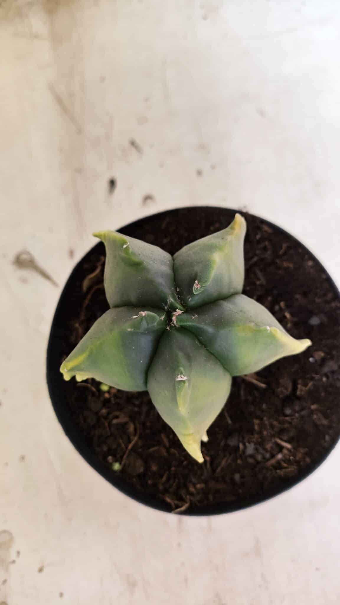 MATRIZ ASTROPHYTUM Myriostigma FUKURYU "VARIEGATA" Nº 1090 – vaso 15 - foto 6
