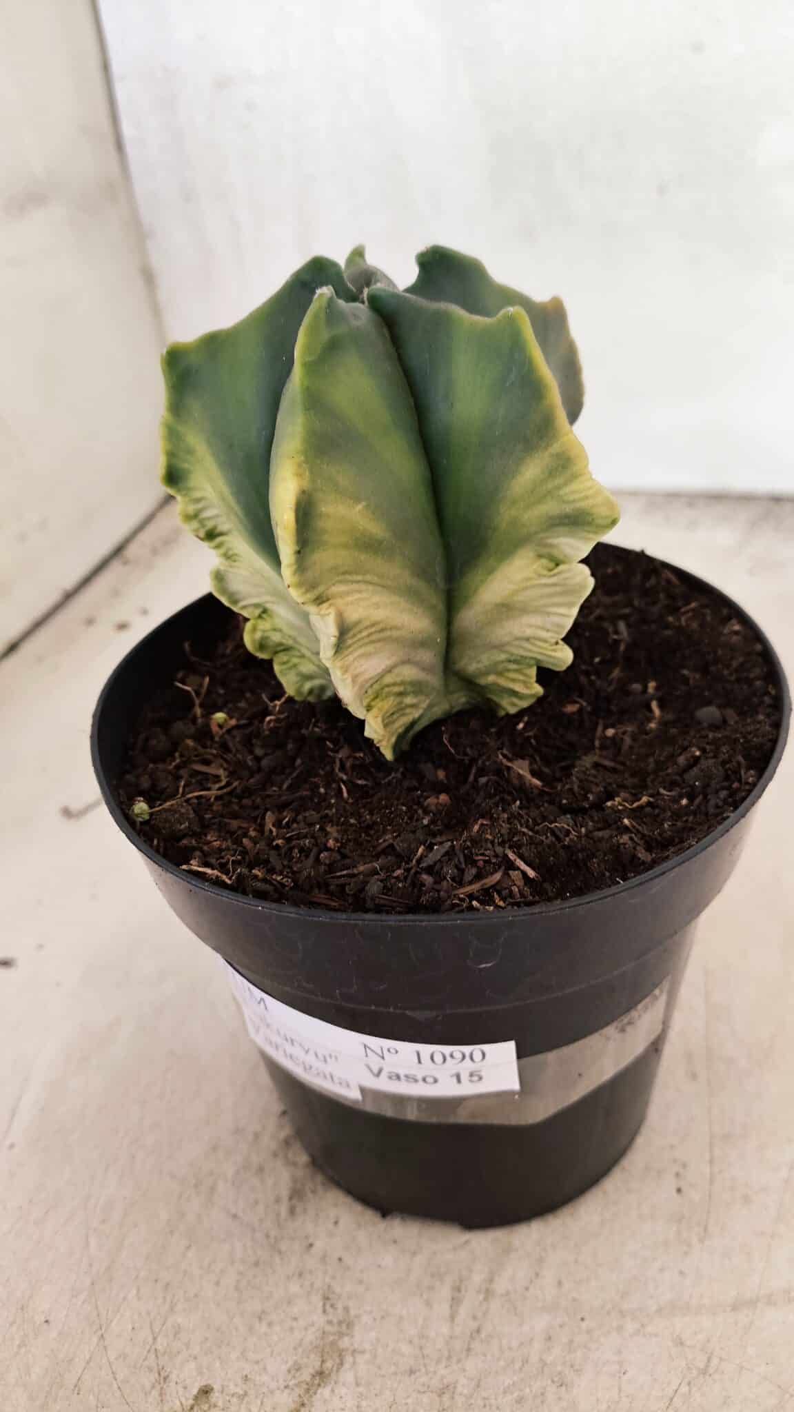 MATRIZ ASTROPHYTUM Myriostigma FUKURYU "VARIEGATA" Nº 1090 – vaso 15 - foto 9