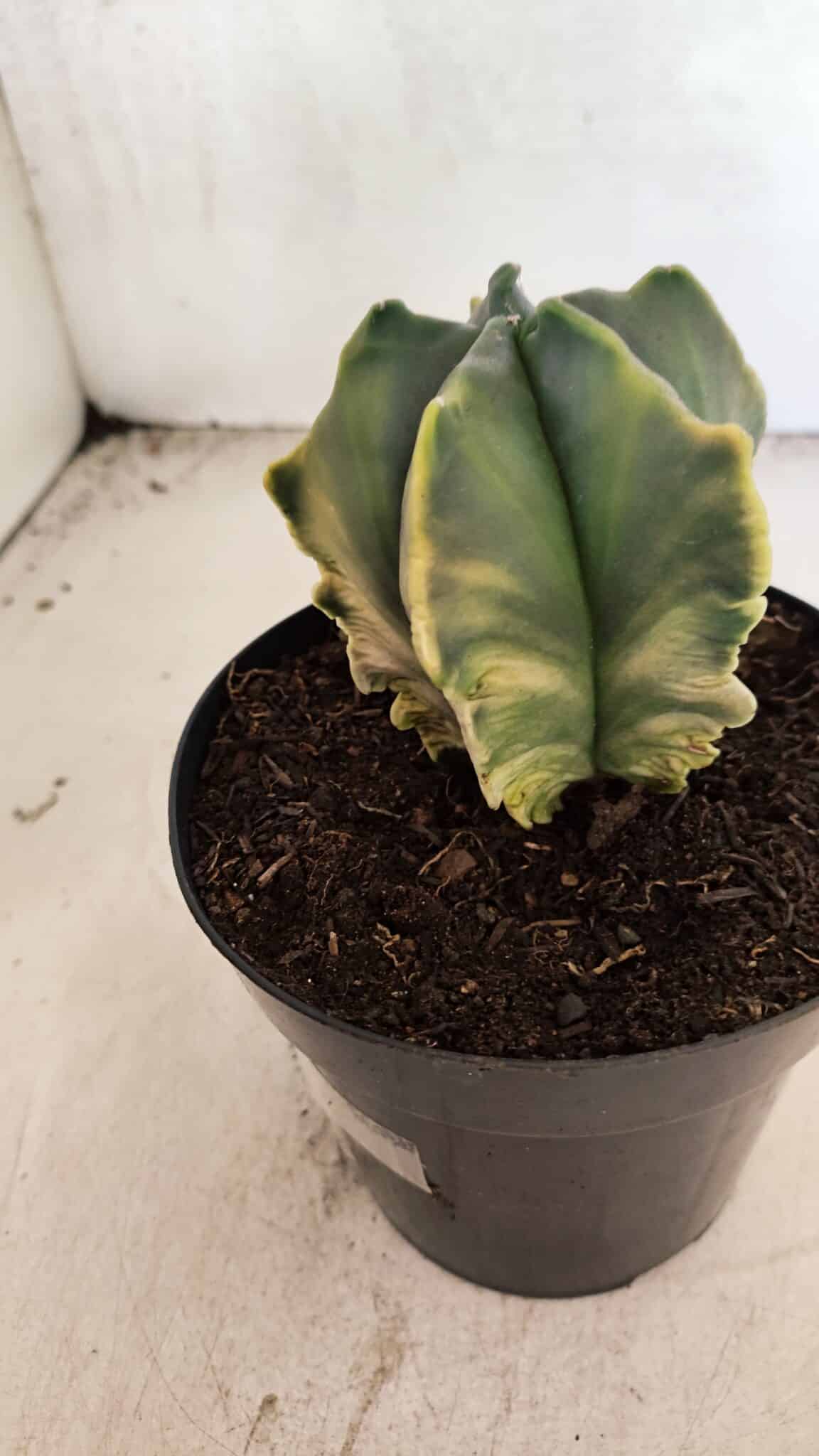 MATRIZ ASTROPHYTUM Myriostigma FUKURYU "VARIEGATA" Nº 1090 – vaso 15 - foto 8