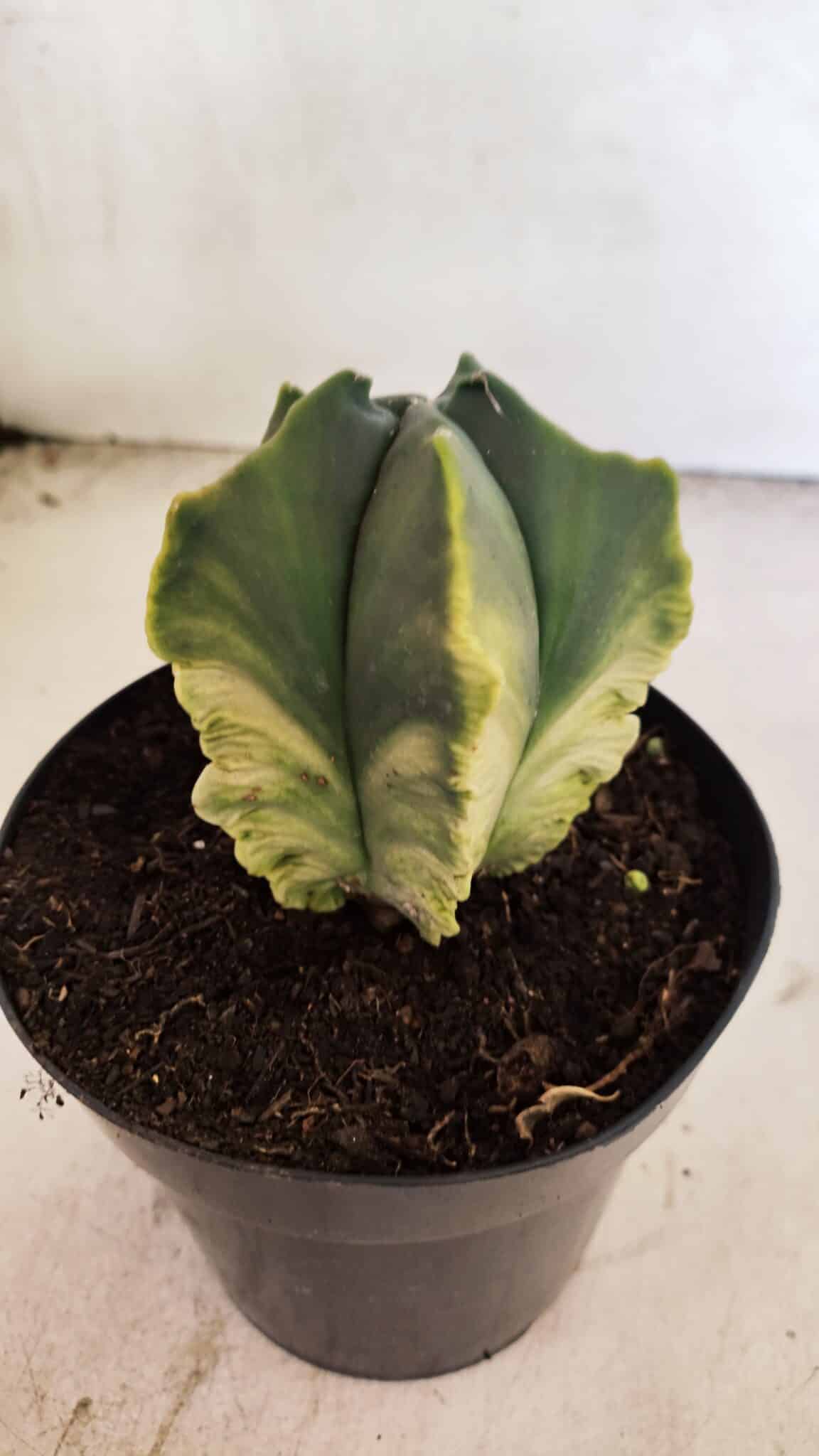 MATRIZ ASTROPHYTUM Myriostigma FUKURYU "VARIEGATA" Nº 1090 – vaso 15 - foto 3