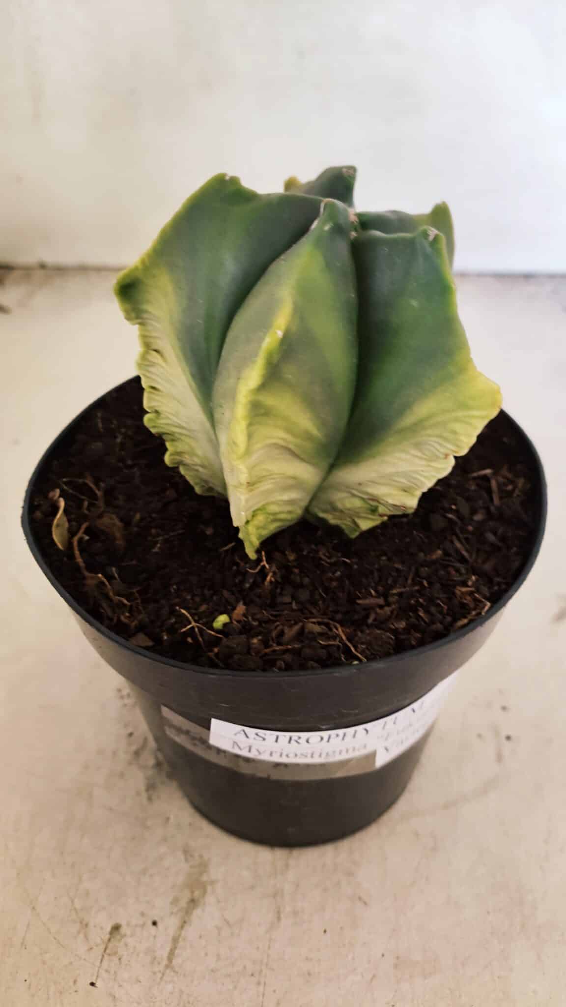 MATRIZ ASTROPHYTUM Myriostigma FUKURYU "VARIEGATA" Nº 1090 – vaso 15 - foto 7