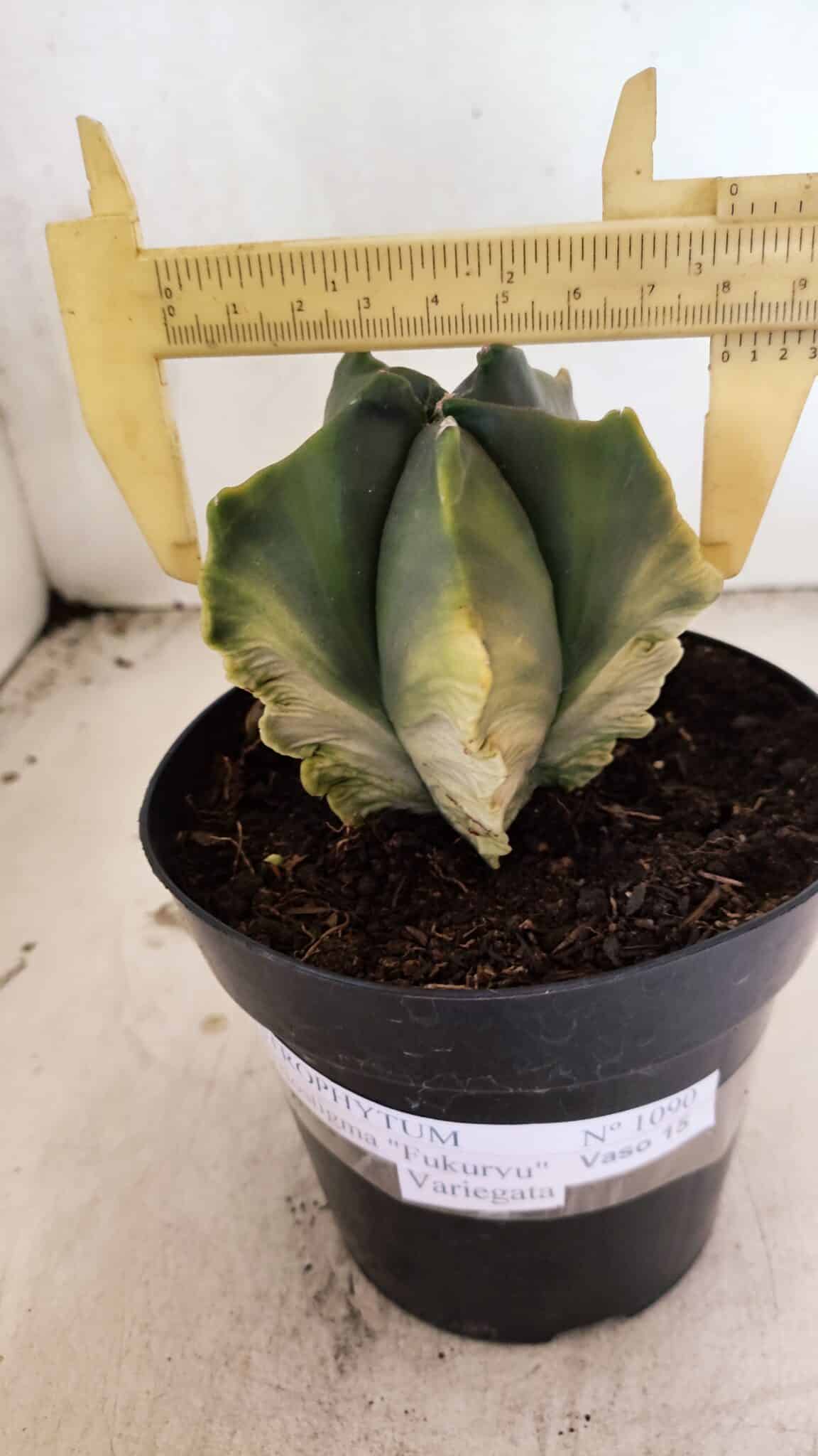MATRIZ ASTROPHYTUM Myriostigma FUKURYU "VARIEGATA" Nº 1090 – vaso 15 - foto 4