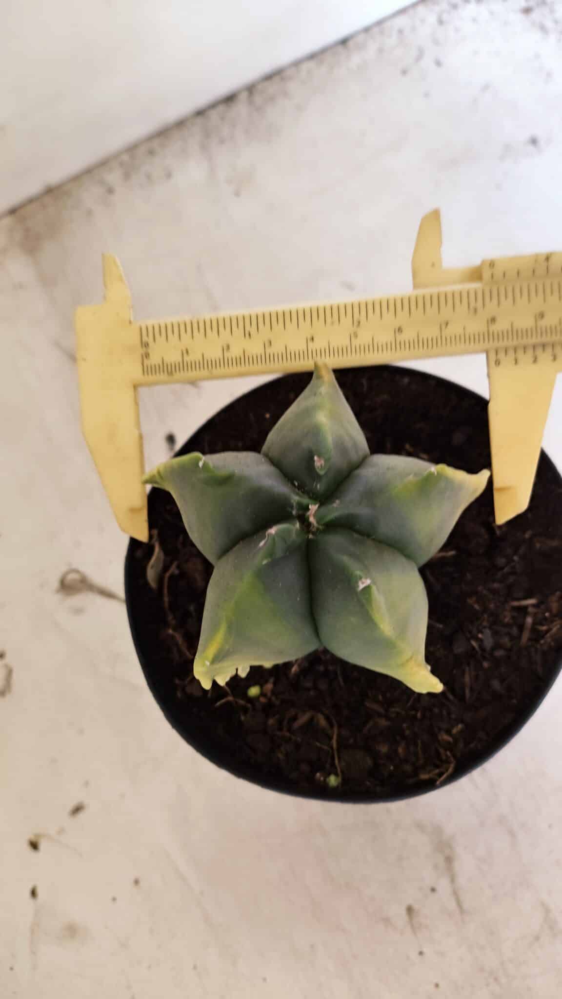MATRIZ ASTROPHYTUM Myriostigma FUKURYU "VARIEGATA" Nº 1090 – vaso 15 - foto 5
