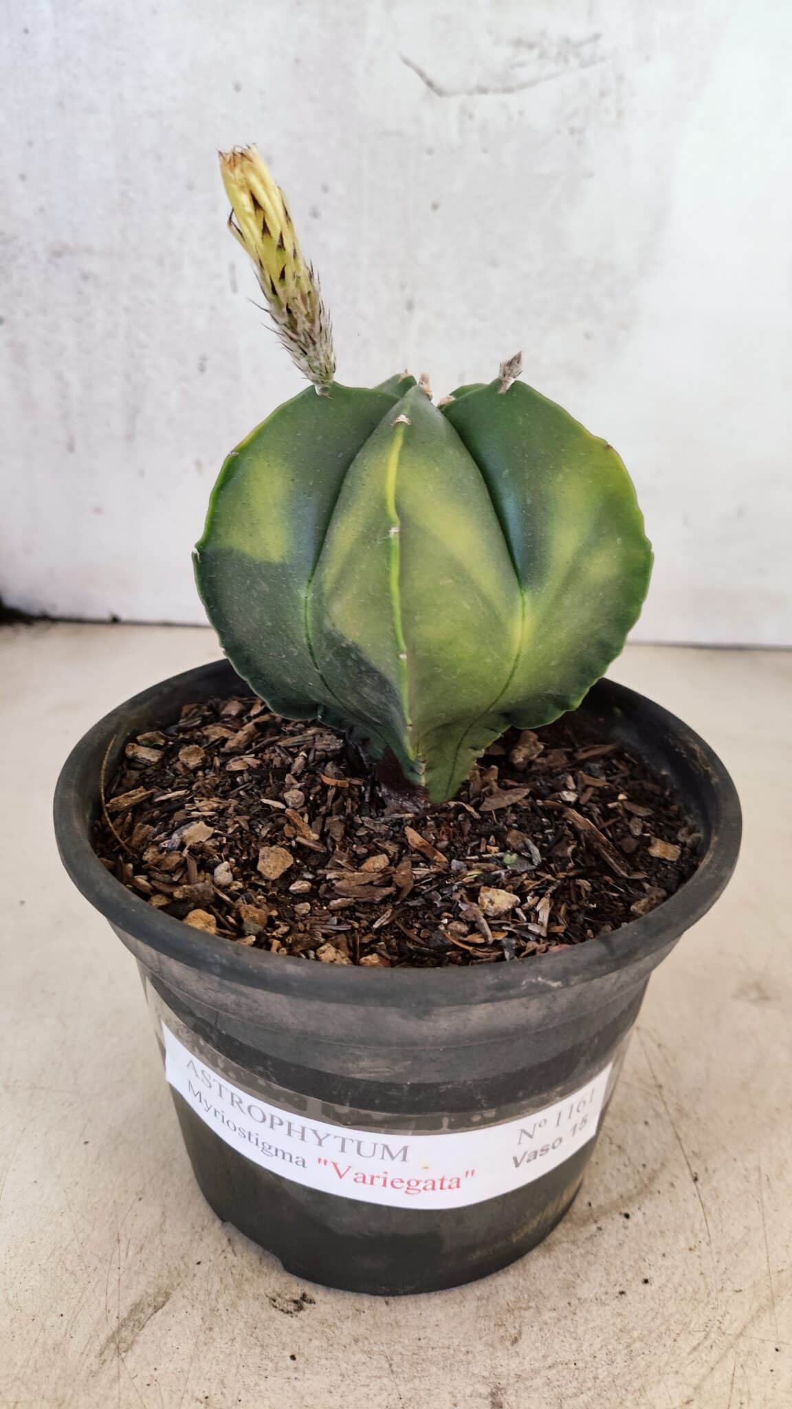 ASTROPHYTUM Myriostigma "Variegata" Nº 1161 – vaso 15 - foto 2
