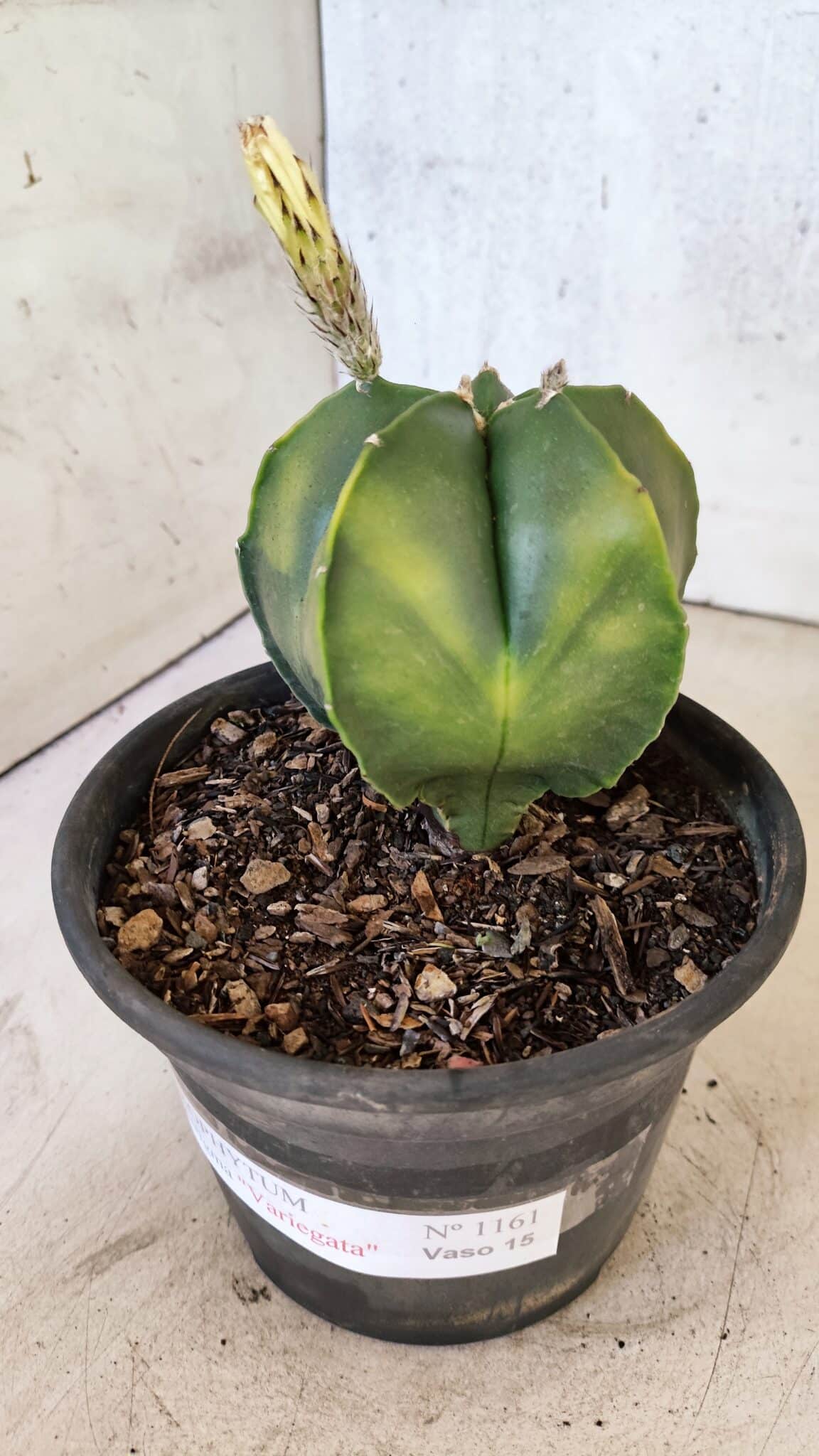 ASTROPHYTUM Myriostigma "Variegata" Nº 1161 – vaso 15 - foto 6