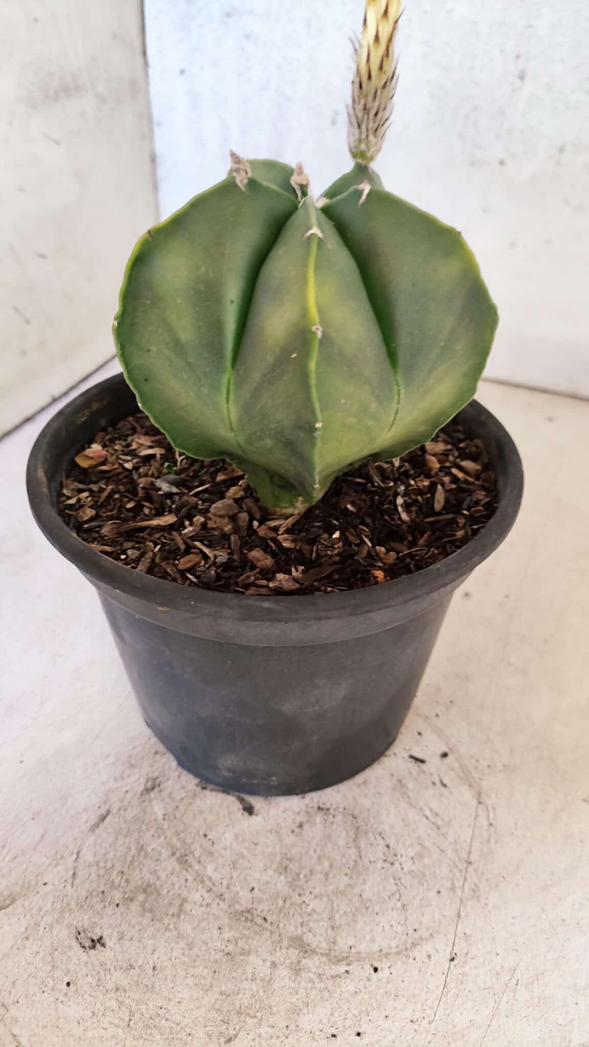 ASTROPHYTUM Myriostigma "Variegata" Nº 1161 – vaso 15 - foto 9