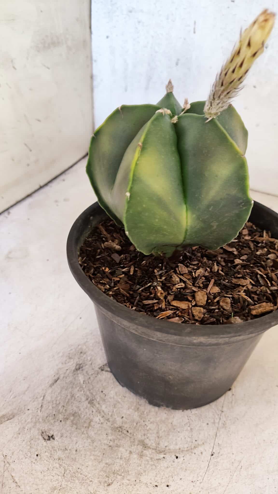 ASTROPHYTUM Myriostigma "Variegata" Nº 1161 – vaso 15 - foto 8
