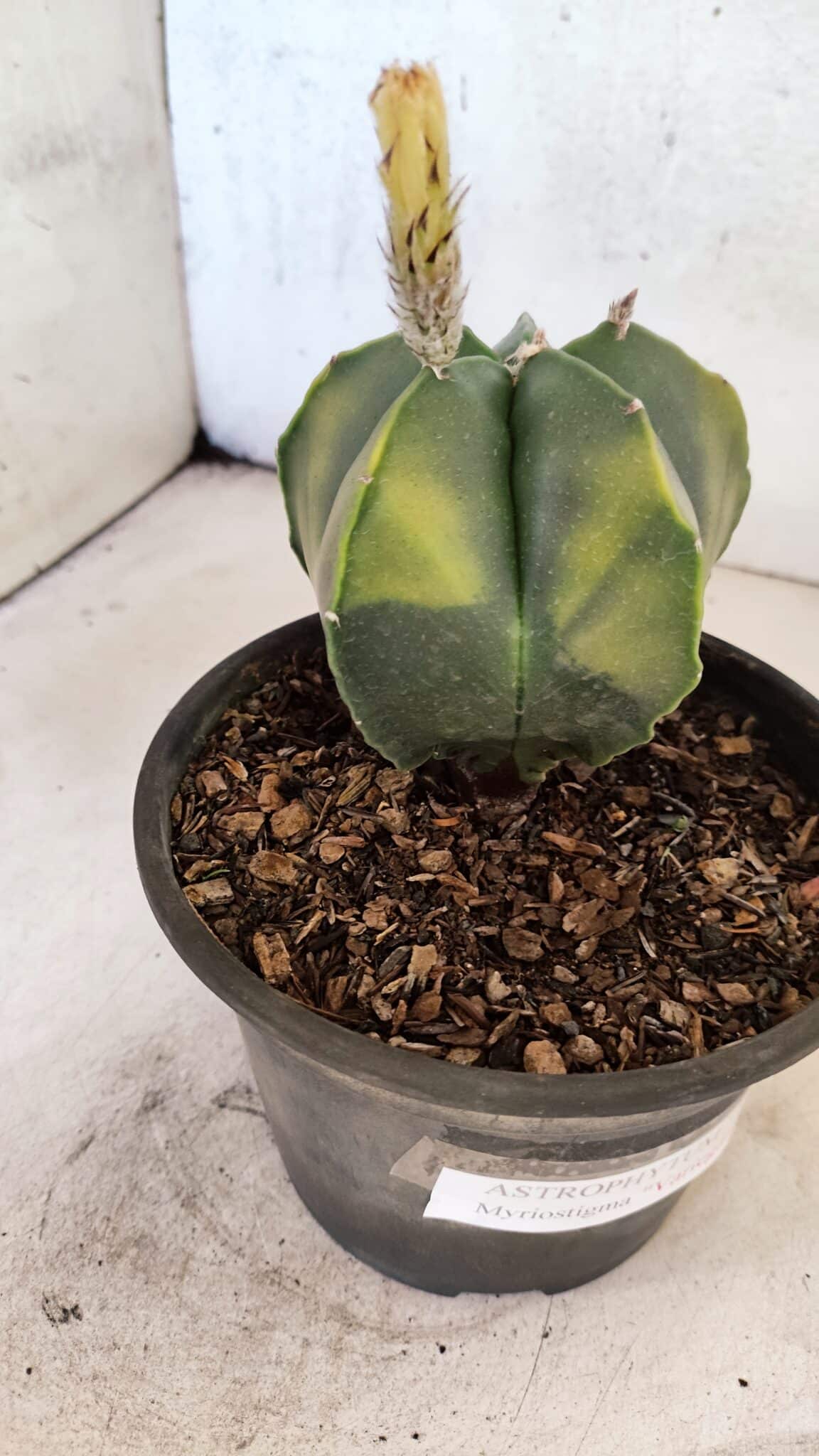 ASTROPHYTUM Myriostigma "Variegata" Nº 1161 – vaso 15 - foto 7