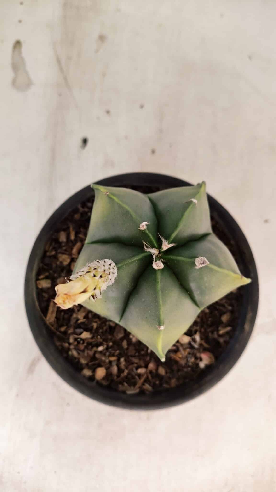 ASTROPHYTUM Myriostigma "Variegata" Nº 1161 – vaso 15 - foto 3