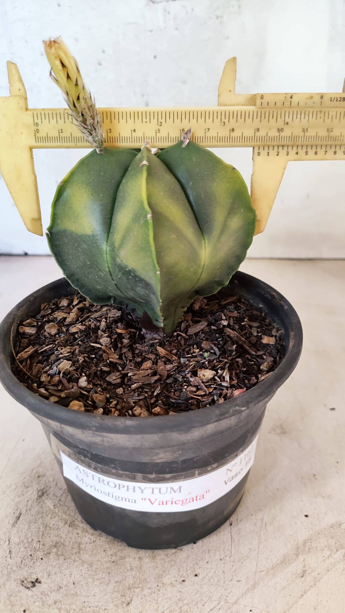 ASTROPHYTUM Myriostigma "Variegata" Nº 1161 – vaso 15 - foto 4