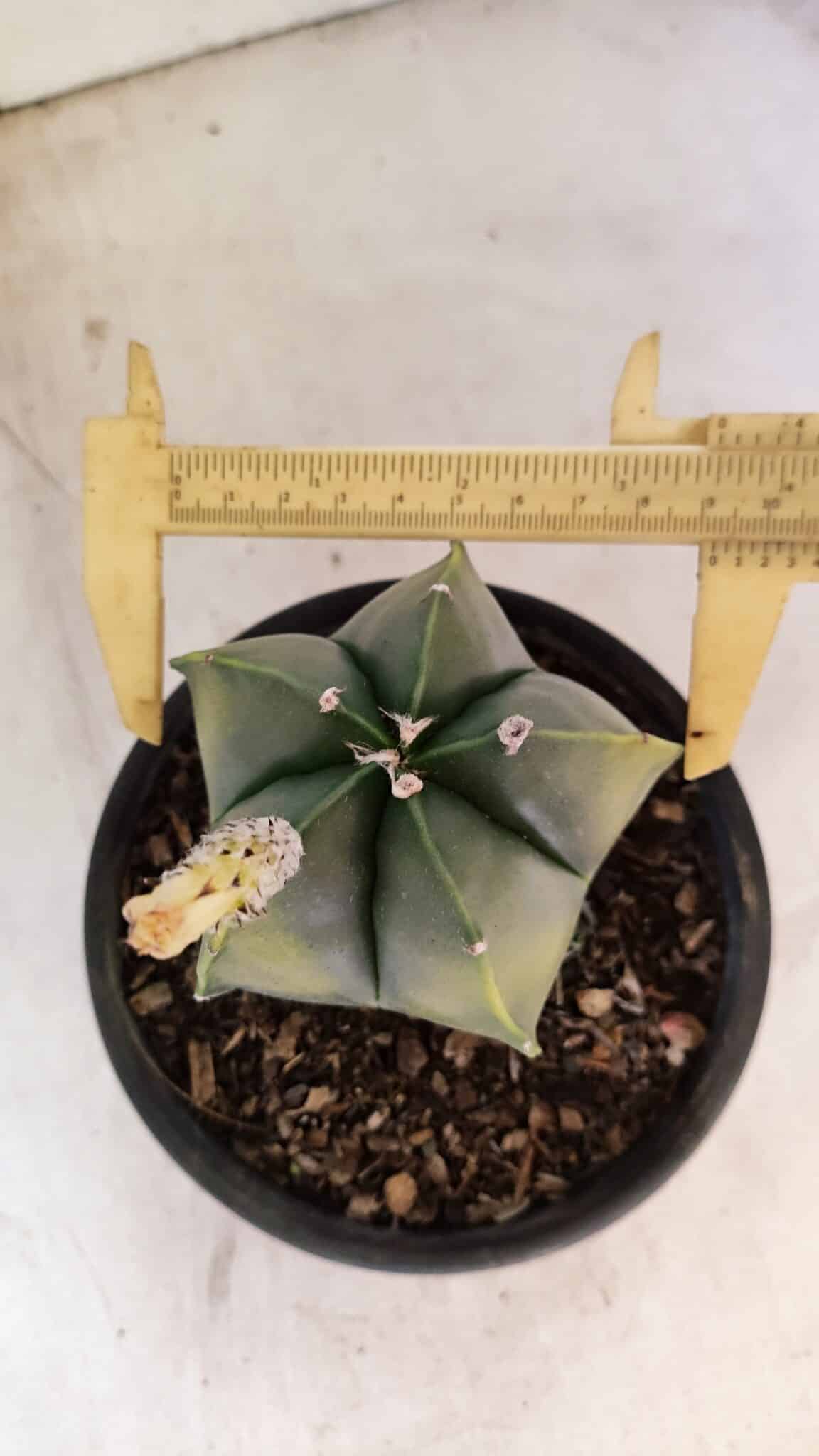 ASTROPHYTUM Myriostigma "Variegata" Nº 1161 – vaso 15 - foto 5