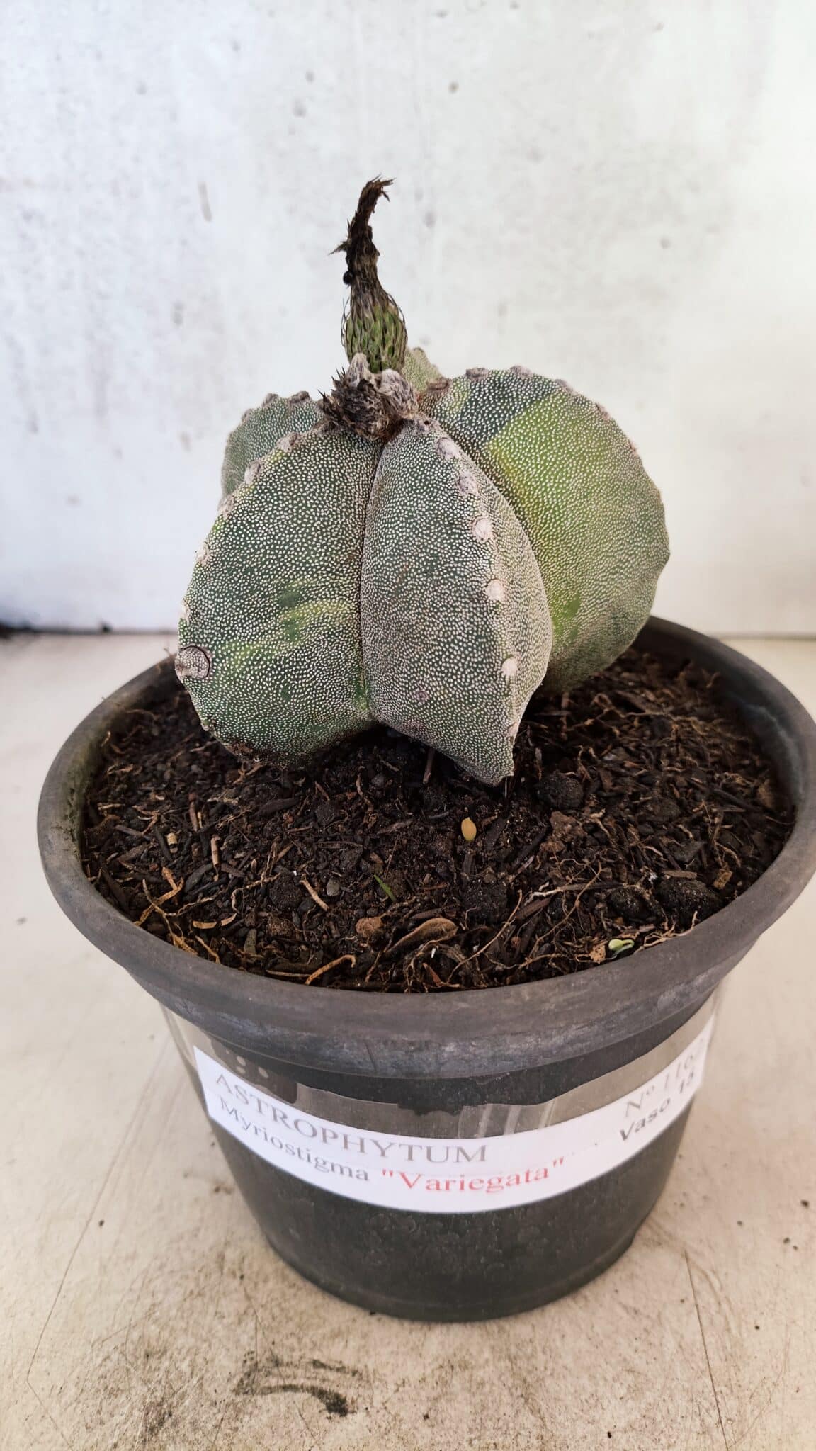 ASTROPHYTUM Myriostigma "Variegata" Nº 1162 – vaso 15 - foto 2