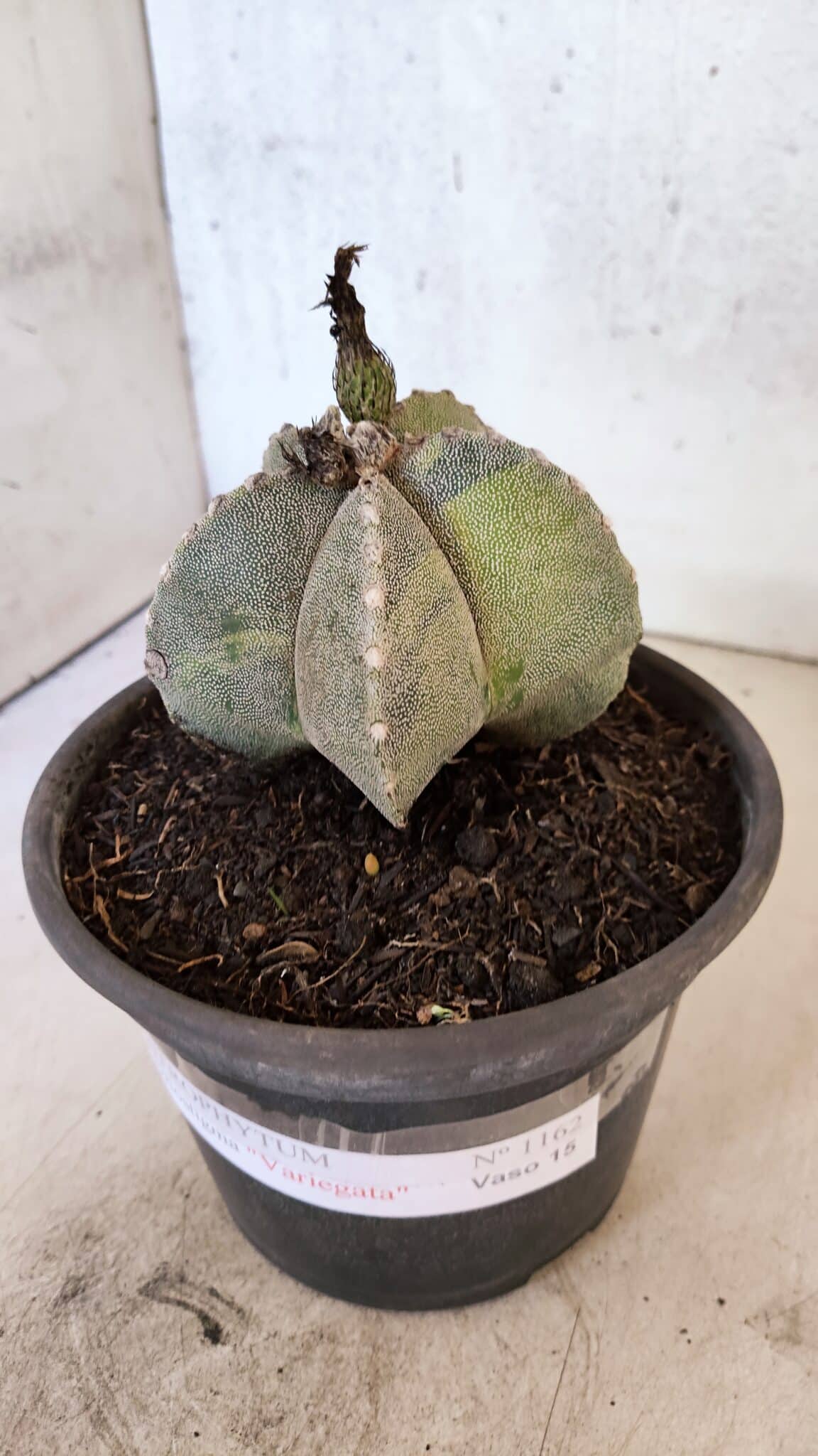ASTROPHYTUM Myriostigma "Variegata" Nº 1162 – vaso 15 - foto 10