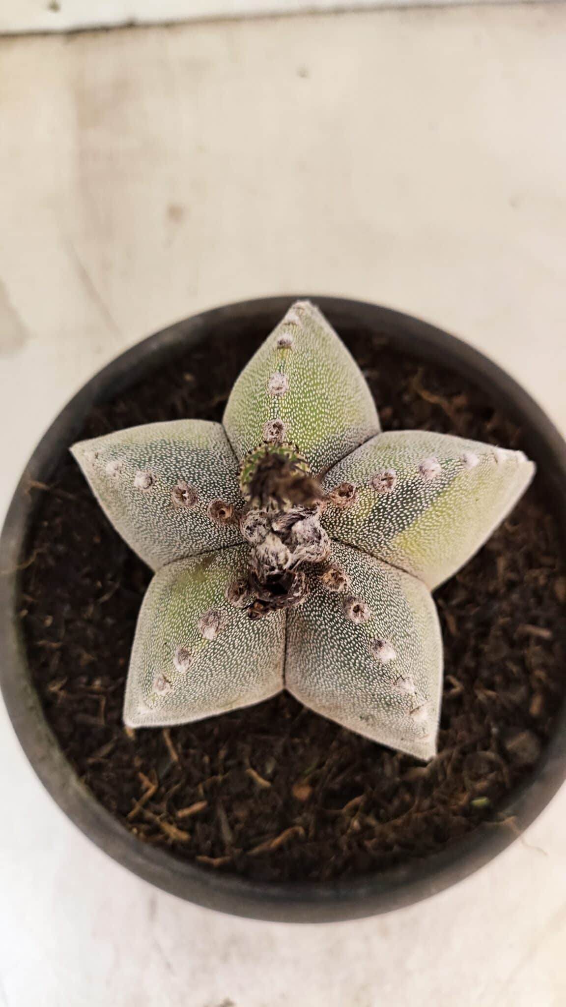 ASTROPHYTUM Myriostigma "Variegata" Nº 1162 – vaso 15 - foto 3