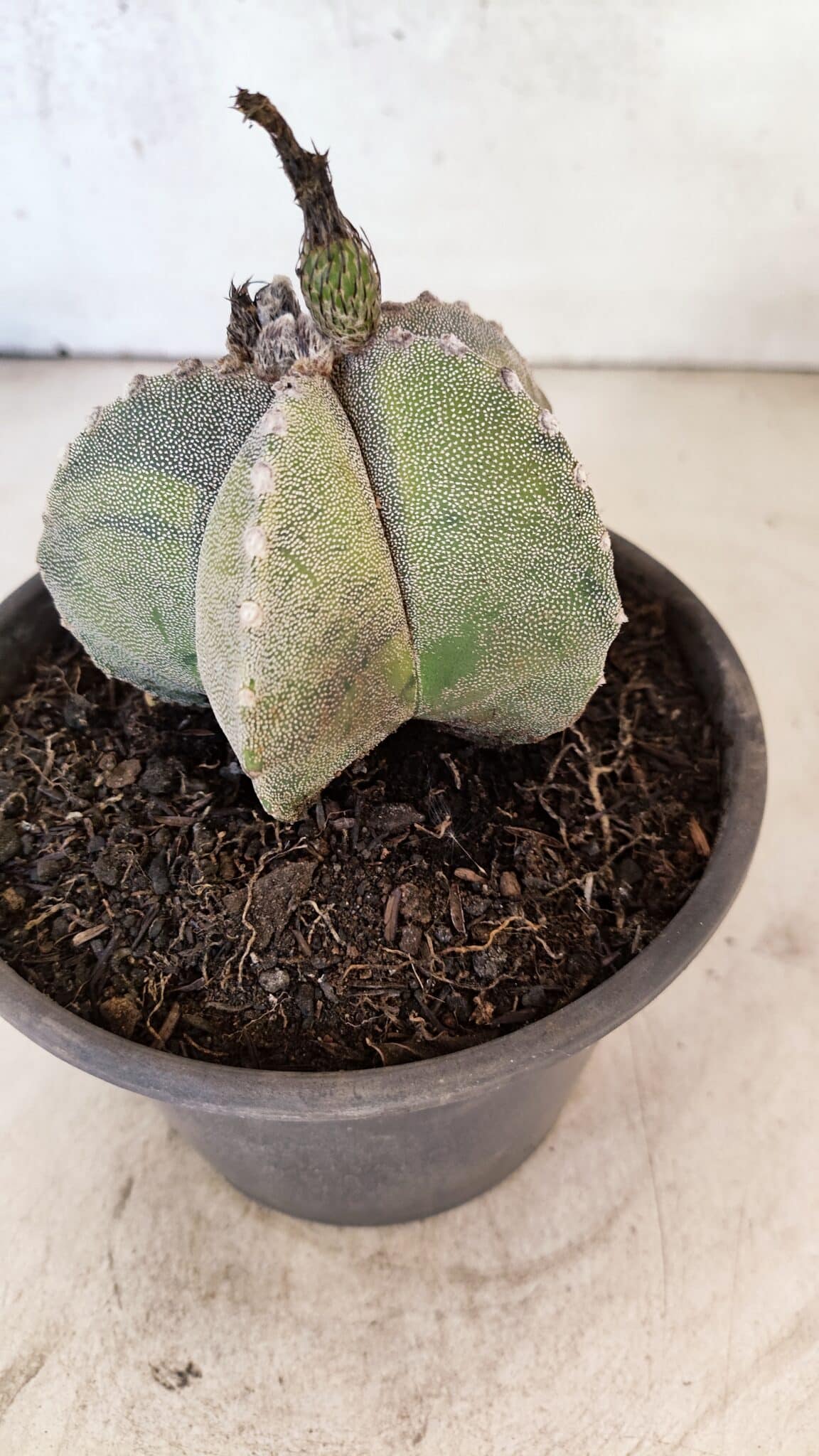 ASTROPHYTUM Myriostigma "Variegata" Nº 1162 – vaso 15 - foto 9