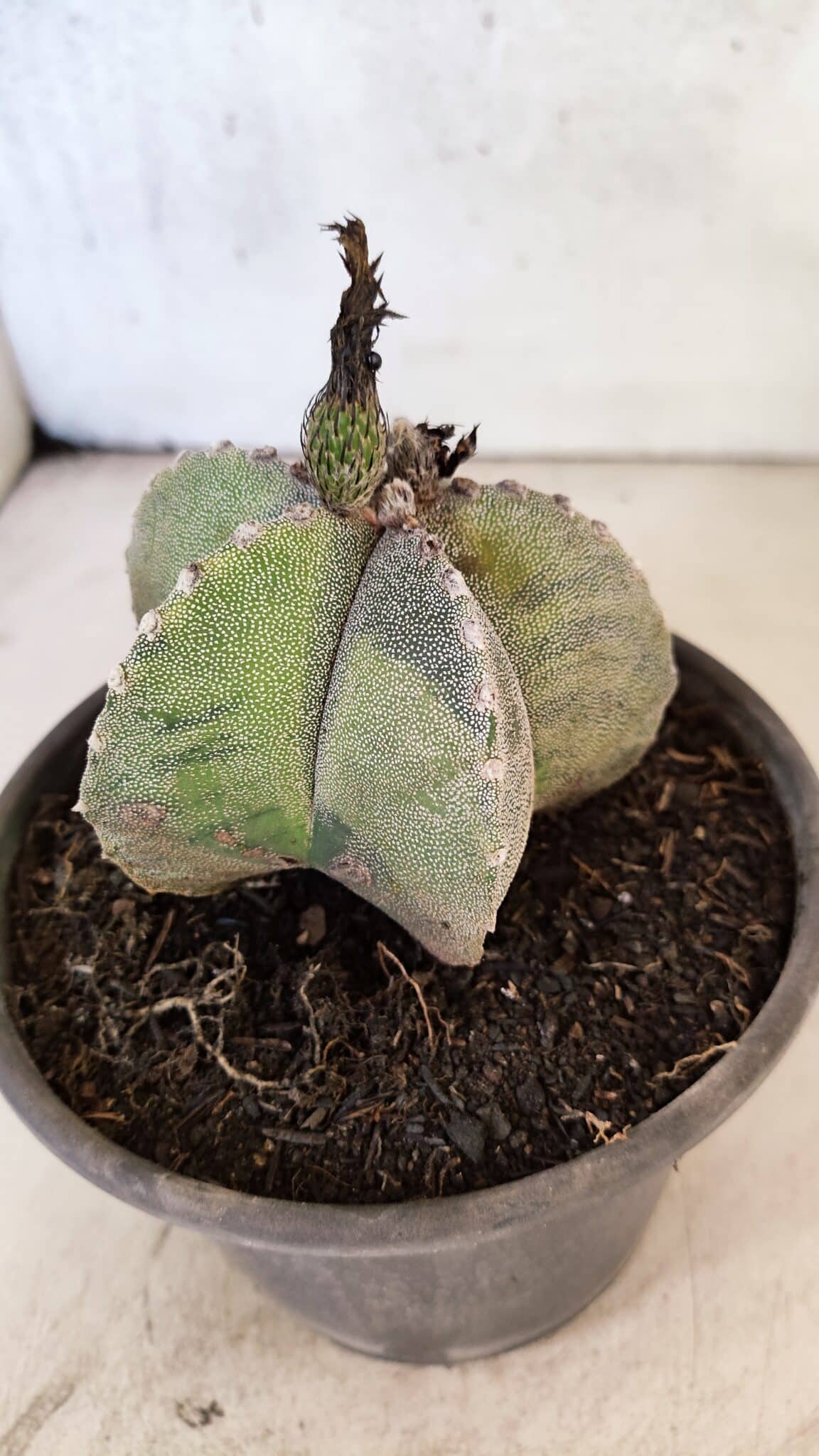 ASTROPHYTUM Myriostigma "Variegata" Nº 1162 – vaso 15 - foto 6